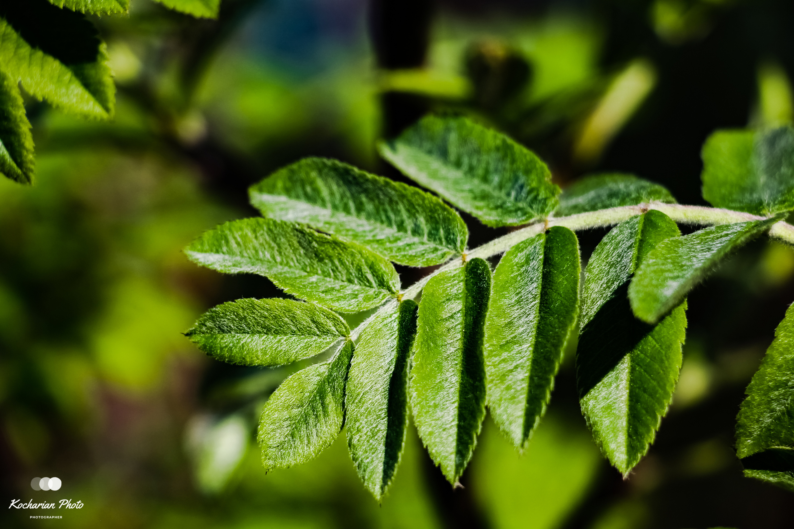 Макросъемка. Photographer K.A.D