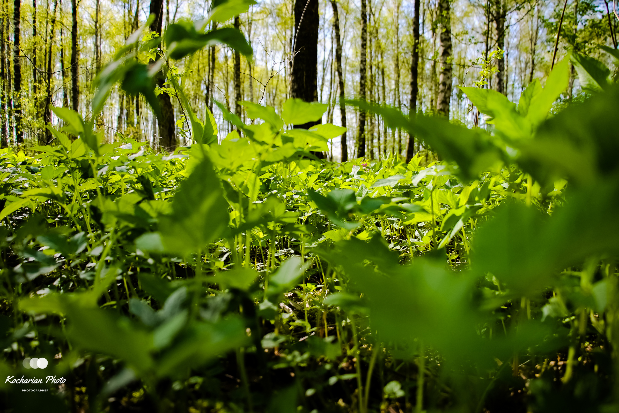 Макросъемка. Photographer K.A.D