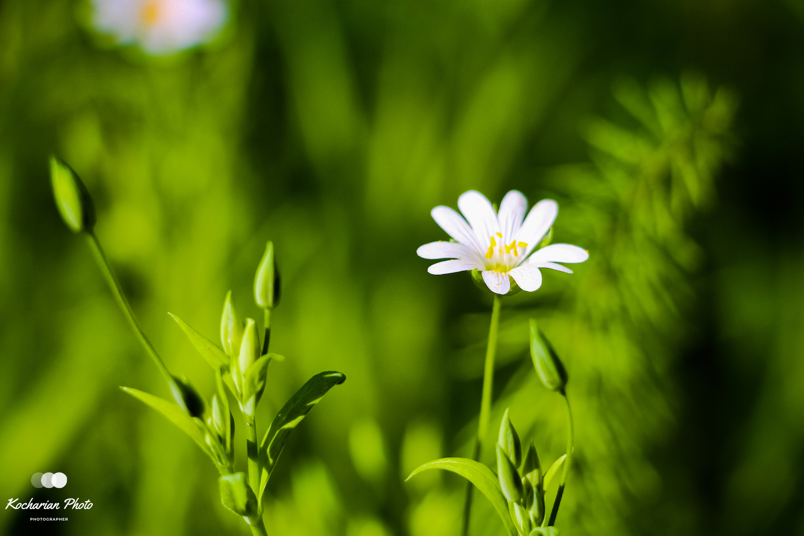 Макросъемка. Photographer K.A.D