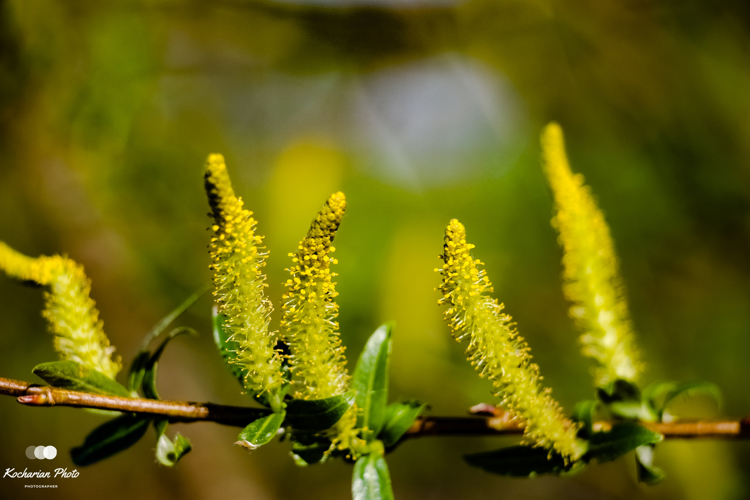 Макросъемка. Photographer K.A.D