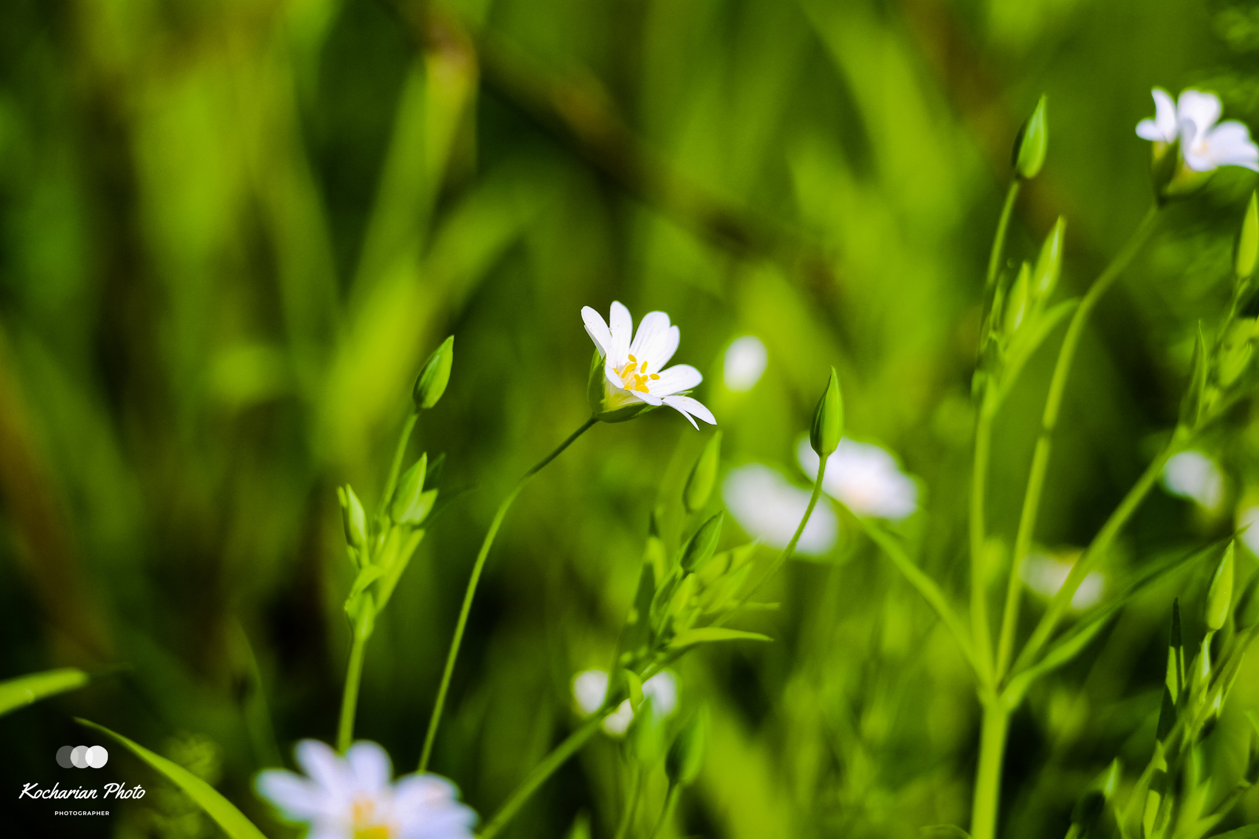 Макросъемка. Photographer K.A.D