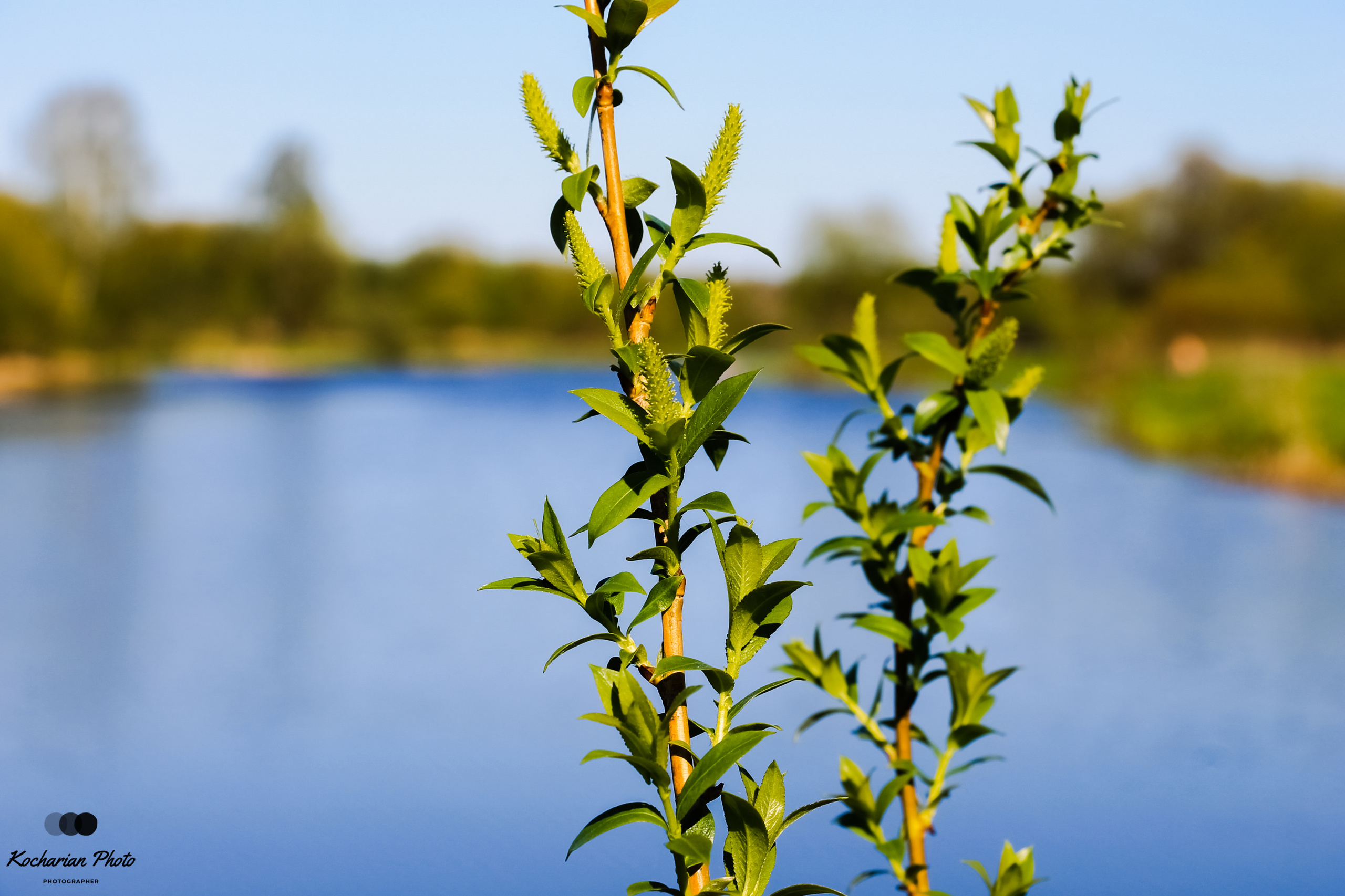 Макросъемка. Photographer K.A.D