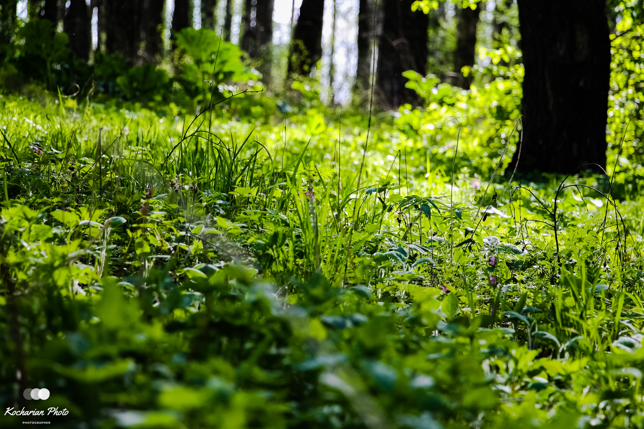 Макросъемка. Photographer K.A.D