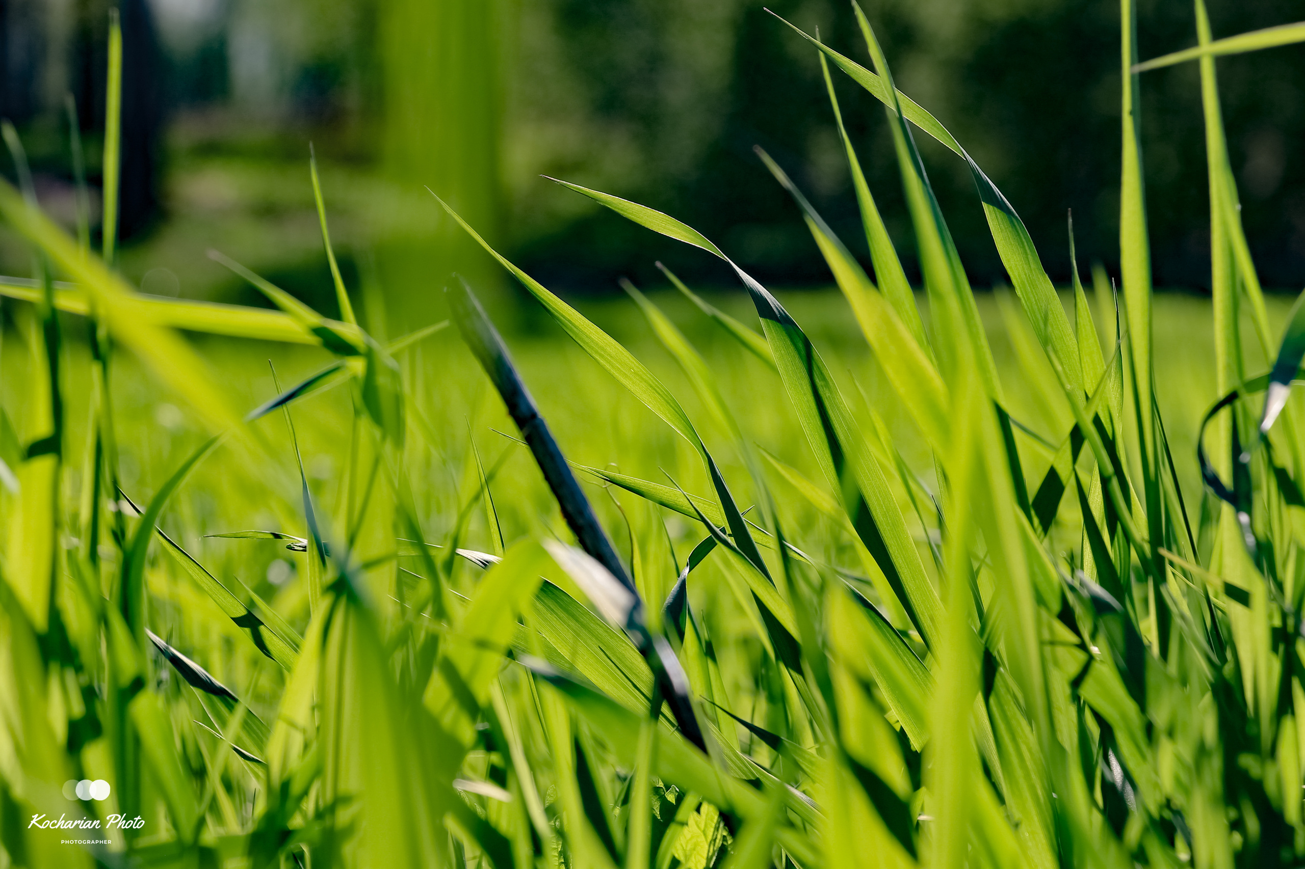 Макросъемка. Photographer K.A.D