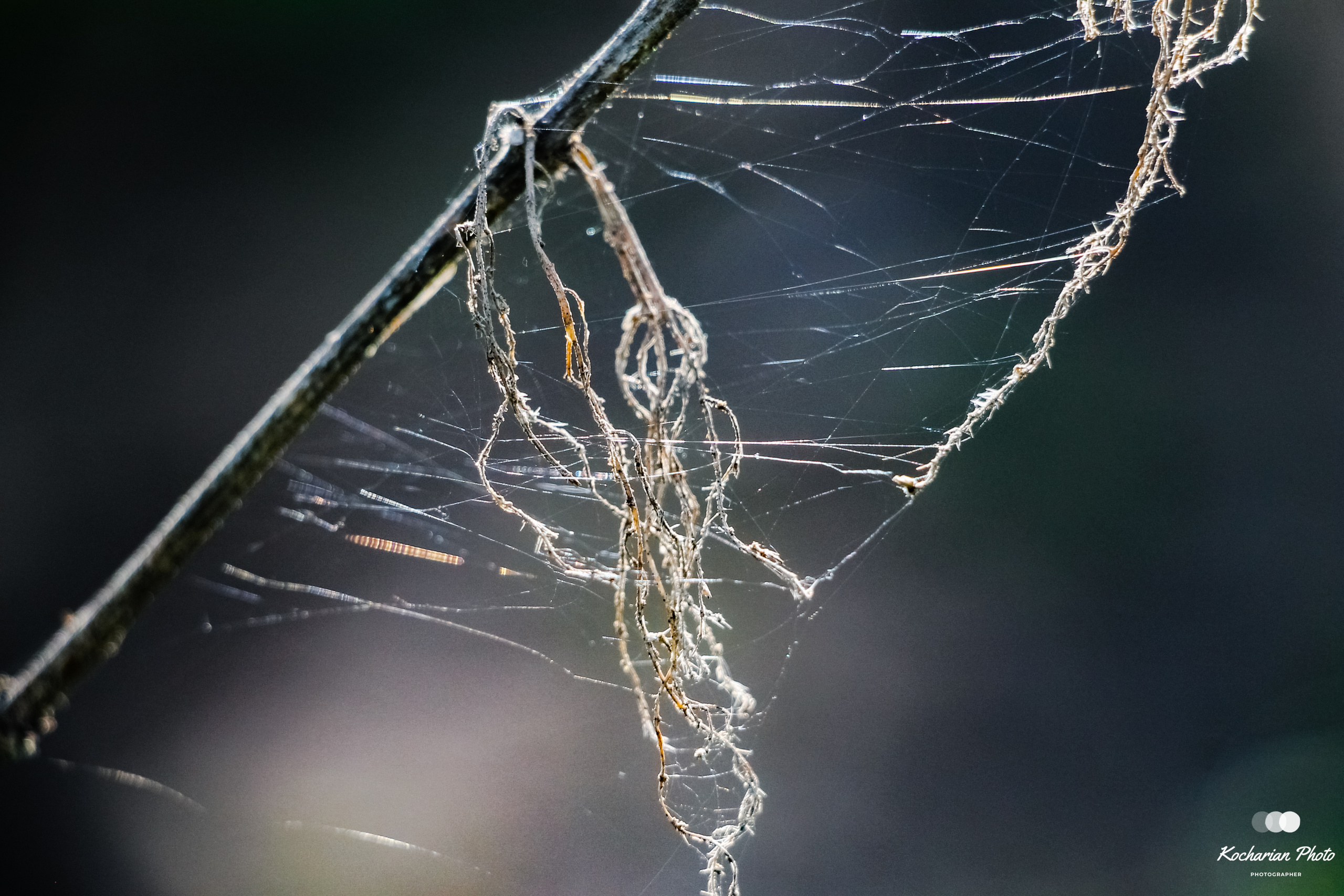Макросъемка. Photographer K.A.D