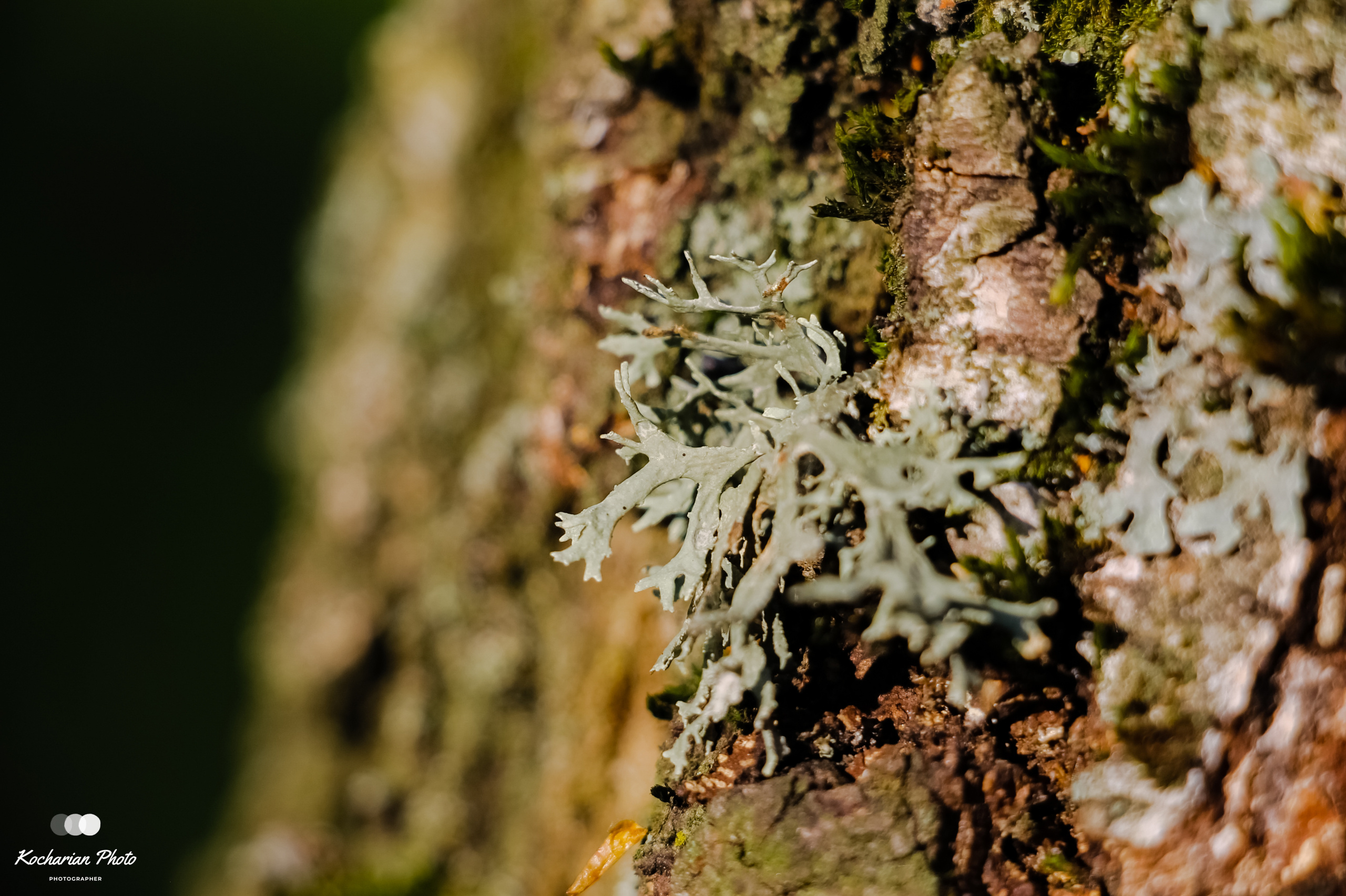 Макросъемка. Photographer K.A.D