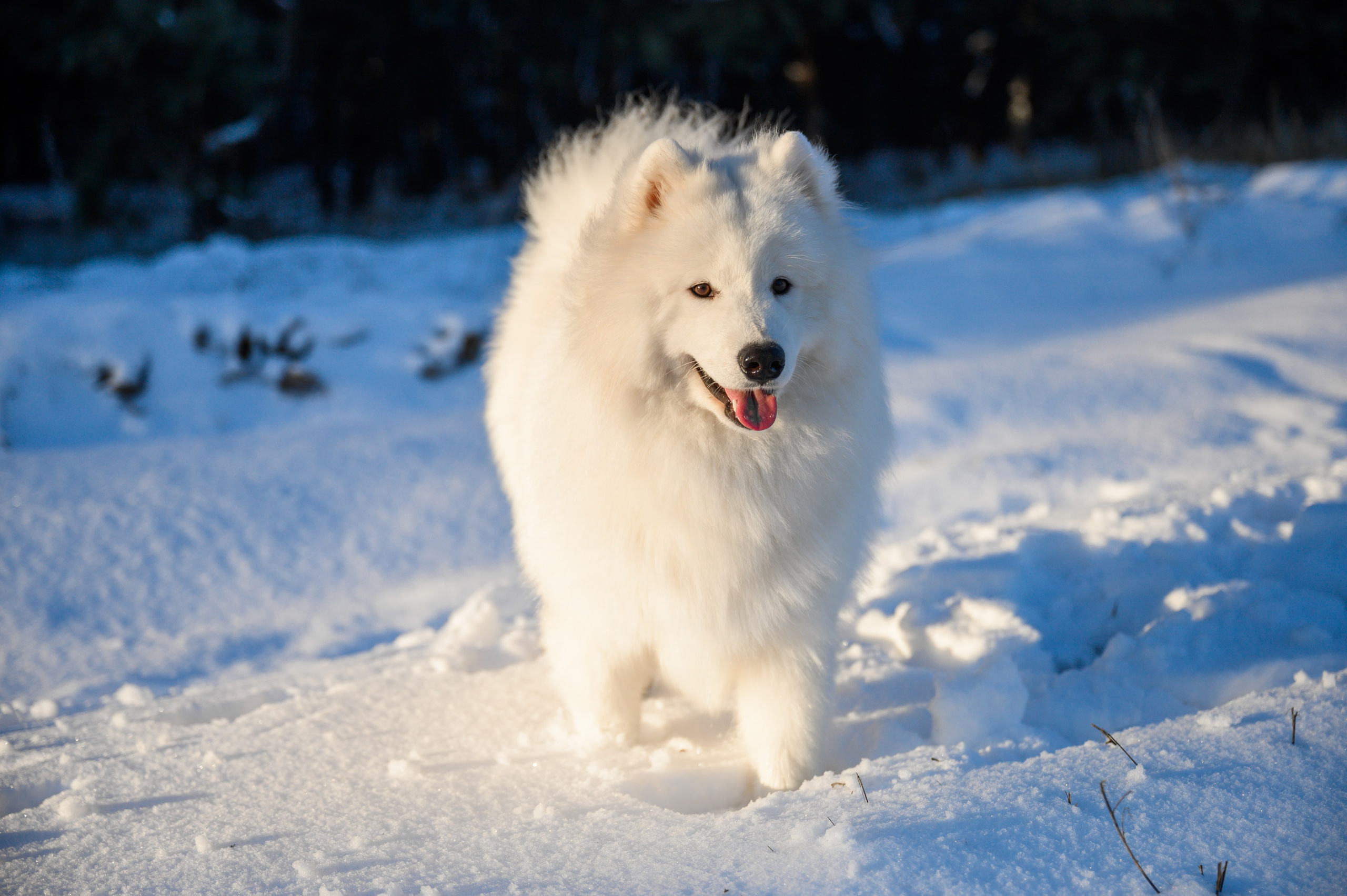 Самоед Тайфун. Bazarkom-photo.ru Фотограф Виктор Оськин в Старом Осколе