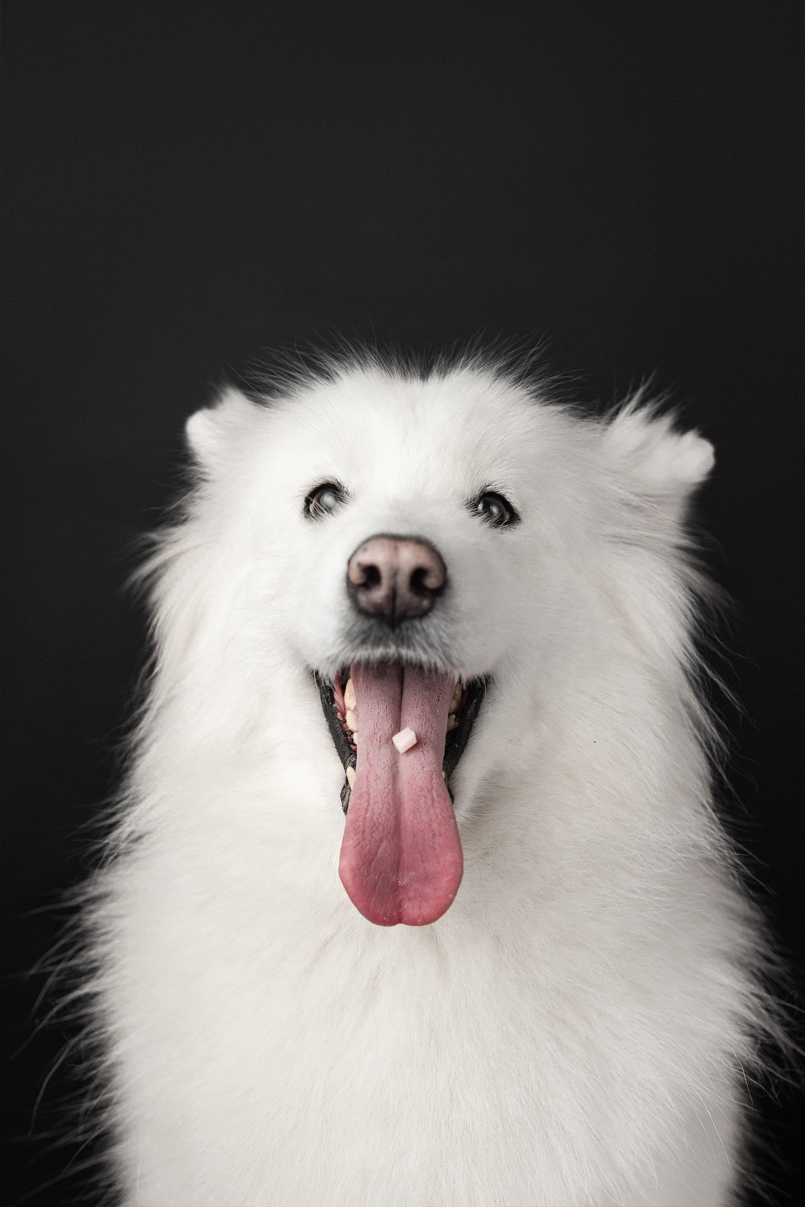 Студия, летающие вкусняшки. Фотограф анималист в Москве Майорова Евгения