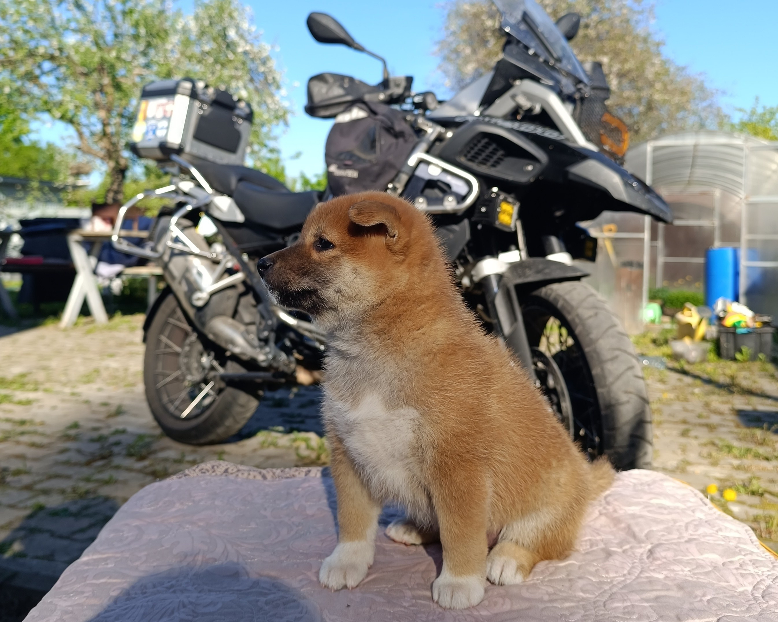 Сиба Rubylight Fumiko питомник Рубилайт