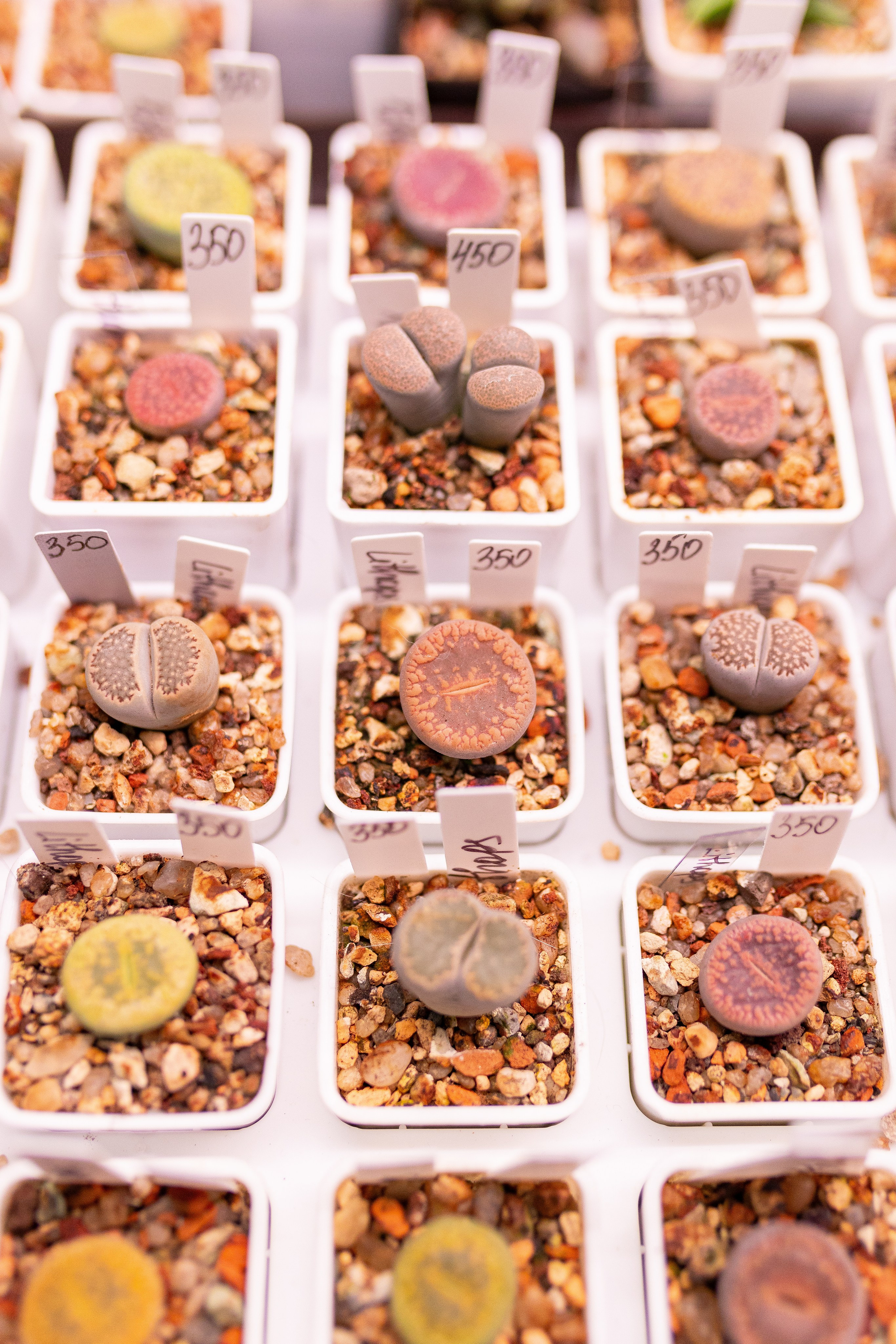 Орхидиум 12.2025. Александра Куликова фотограф, Москва