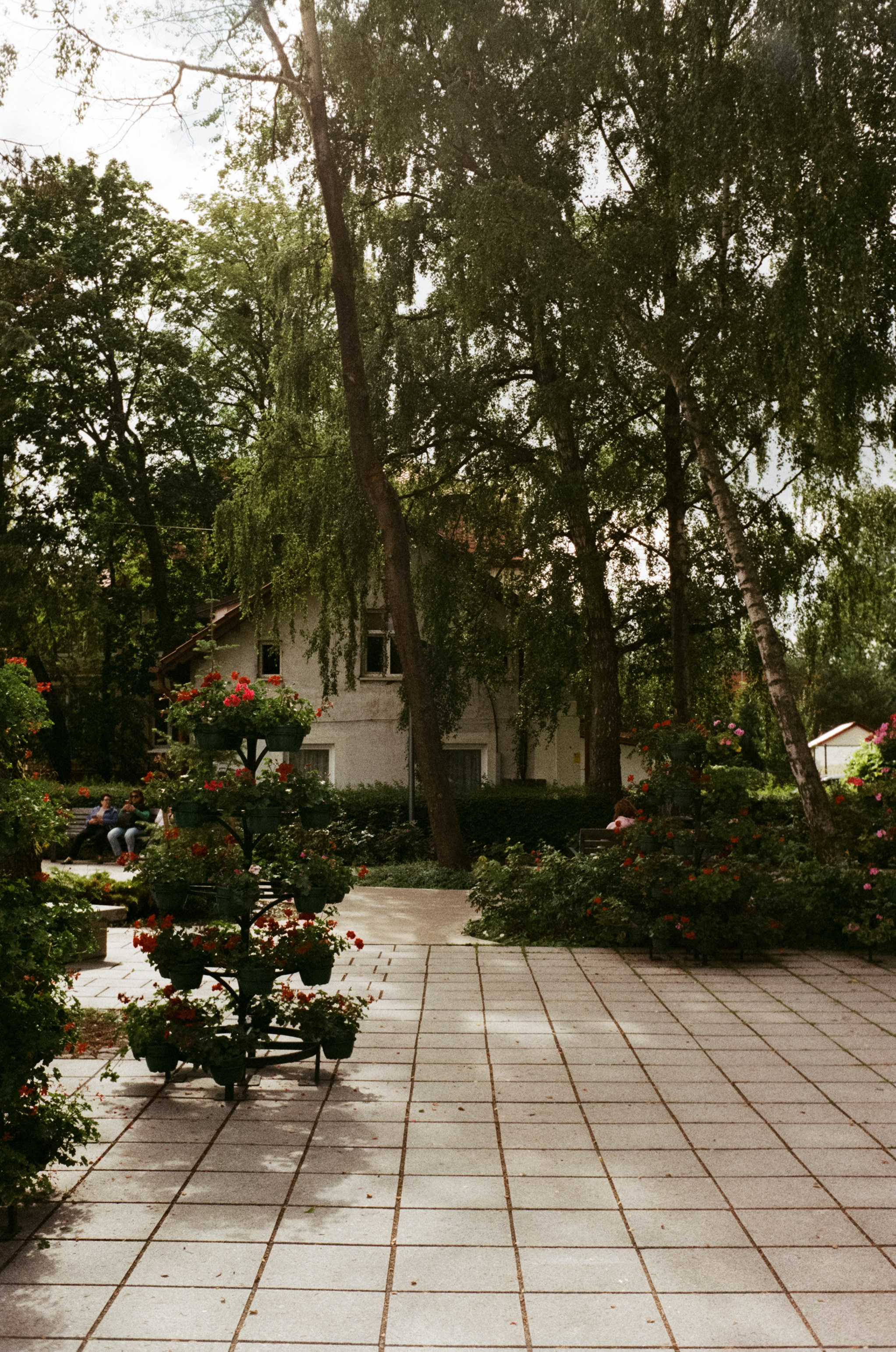 Зеленоградск Курортный проспект, Куршская коса / Minox 35 GT (2)