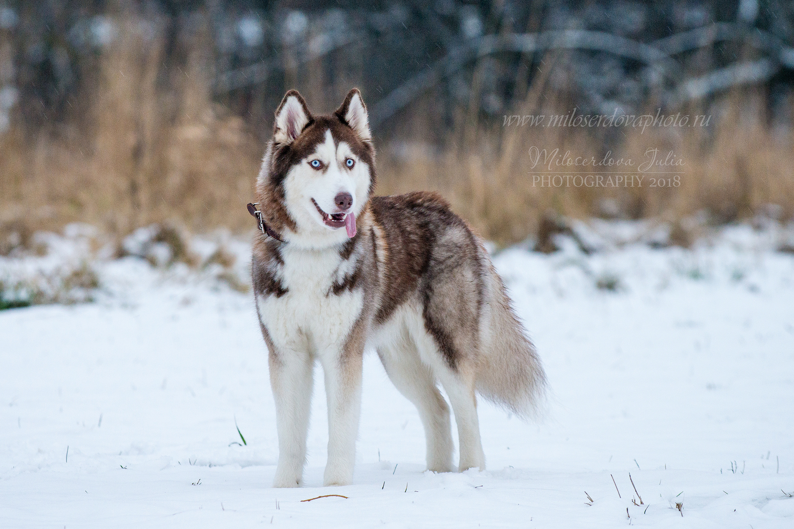 Фотосъёмка домашних животных. Фотограф Юлия Милосердова