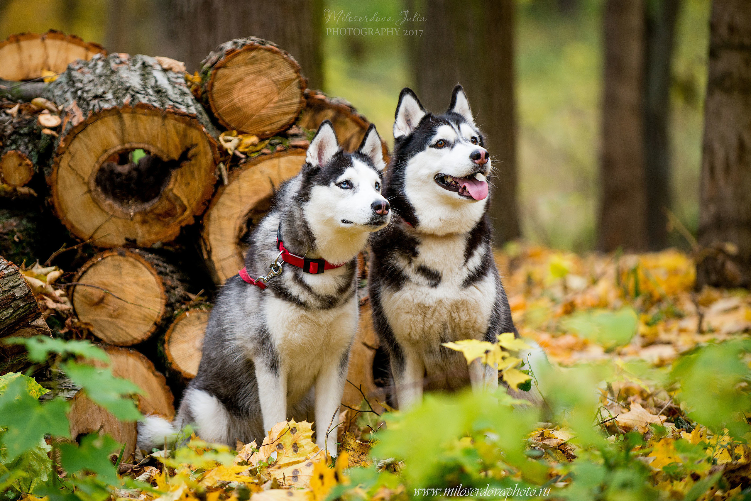 Фотосъёмка домашних животных. Фотограф Юлия Милосердова