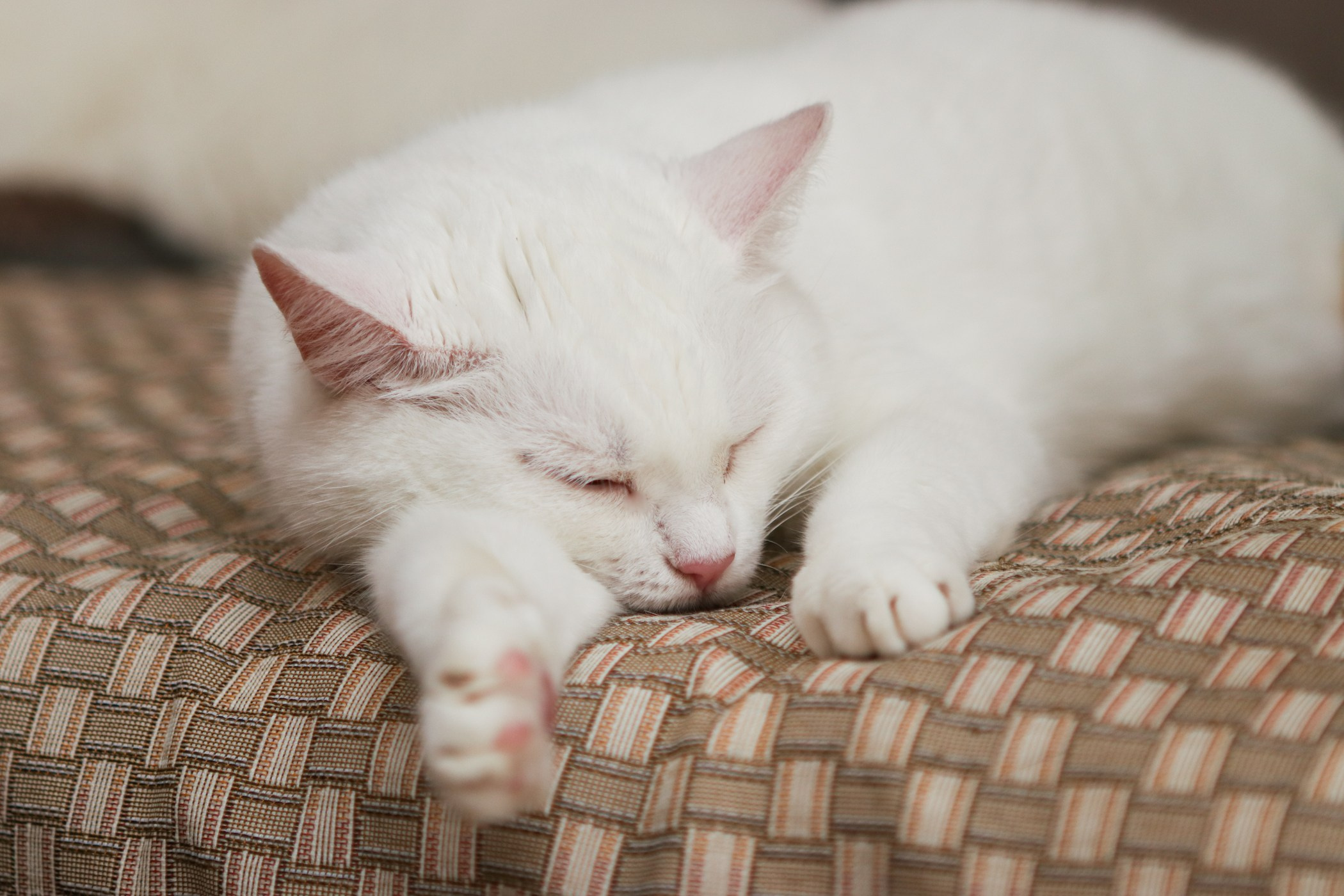 Кошки. Фотограф-анималист Полина Колкова | Москва