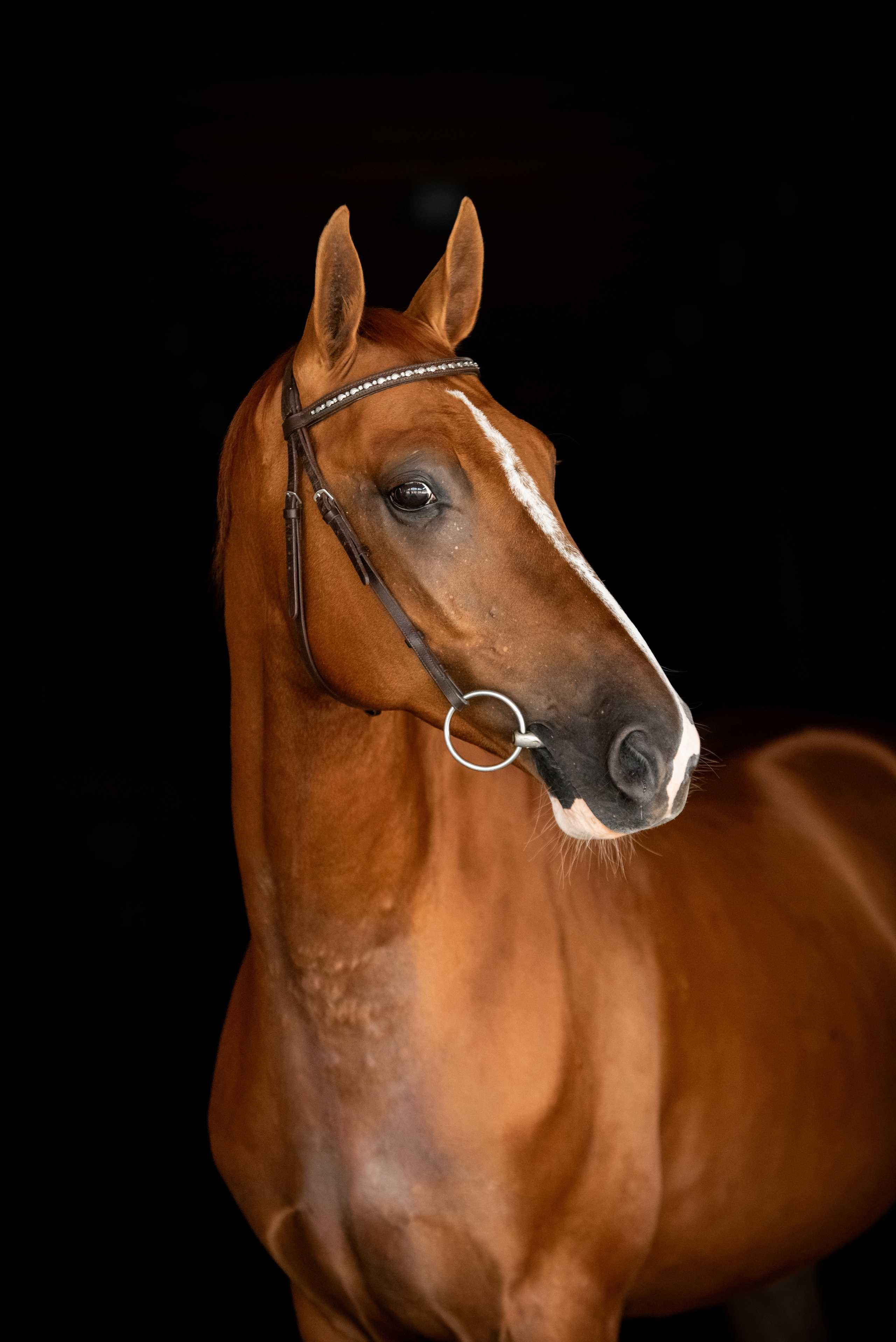 Лошади на свободе, съемка лошадей, экстерьерная съемка, фотосессия