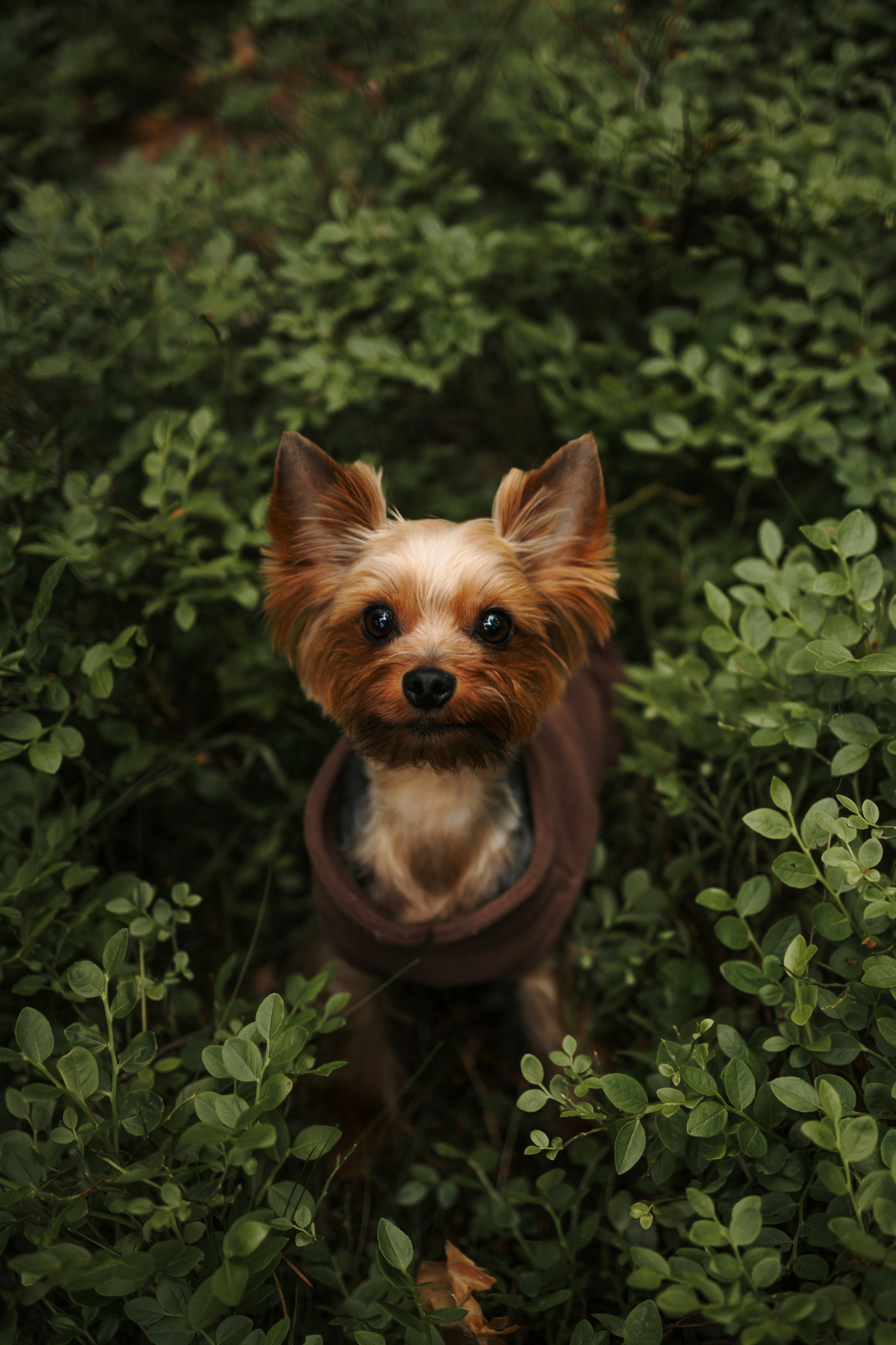 День из жизни Чуи и его семьи. Фотограф-анималист в Санкт-Петеребурге Титова Алиса