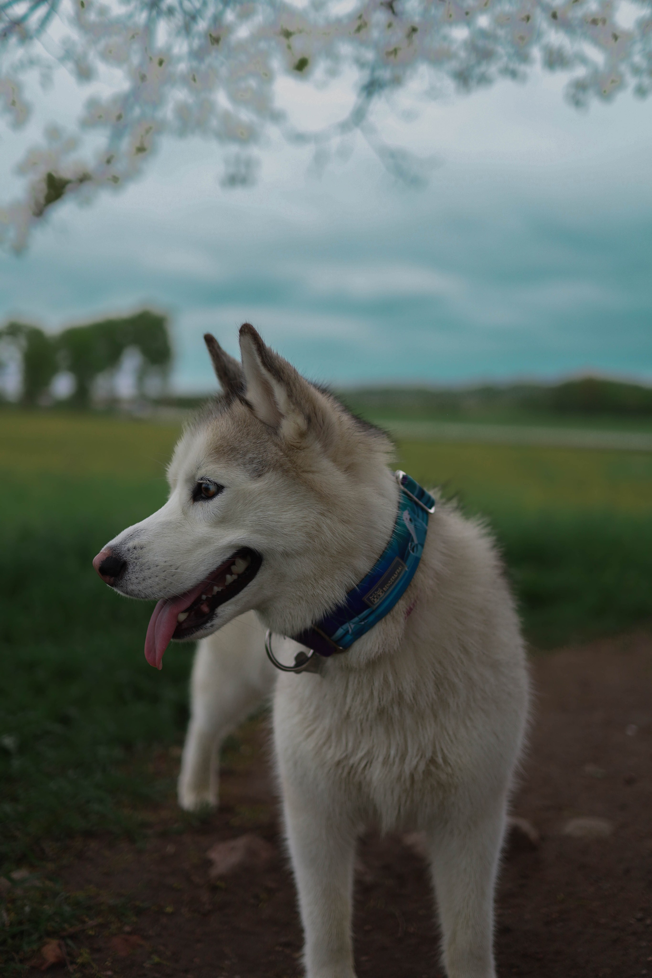 Шанти и Катя. Фотограф-анималист в Санкт-Петеребурге Титова Алиса