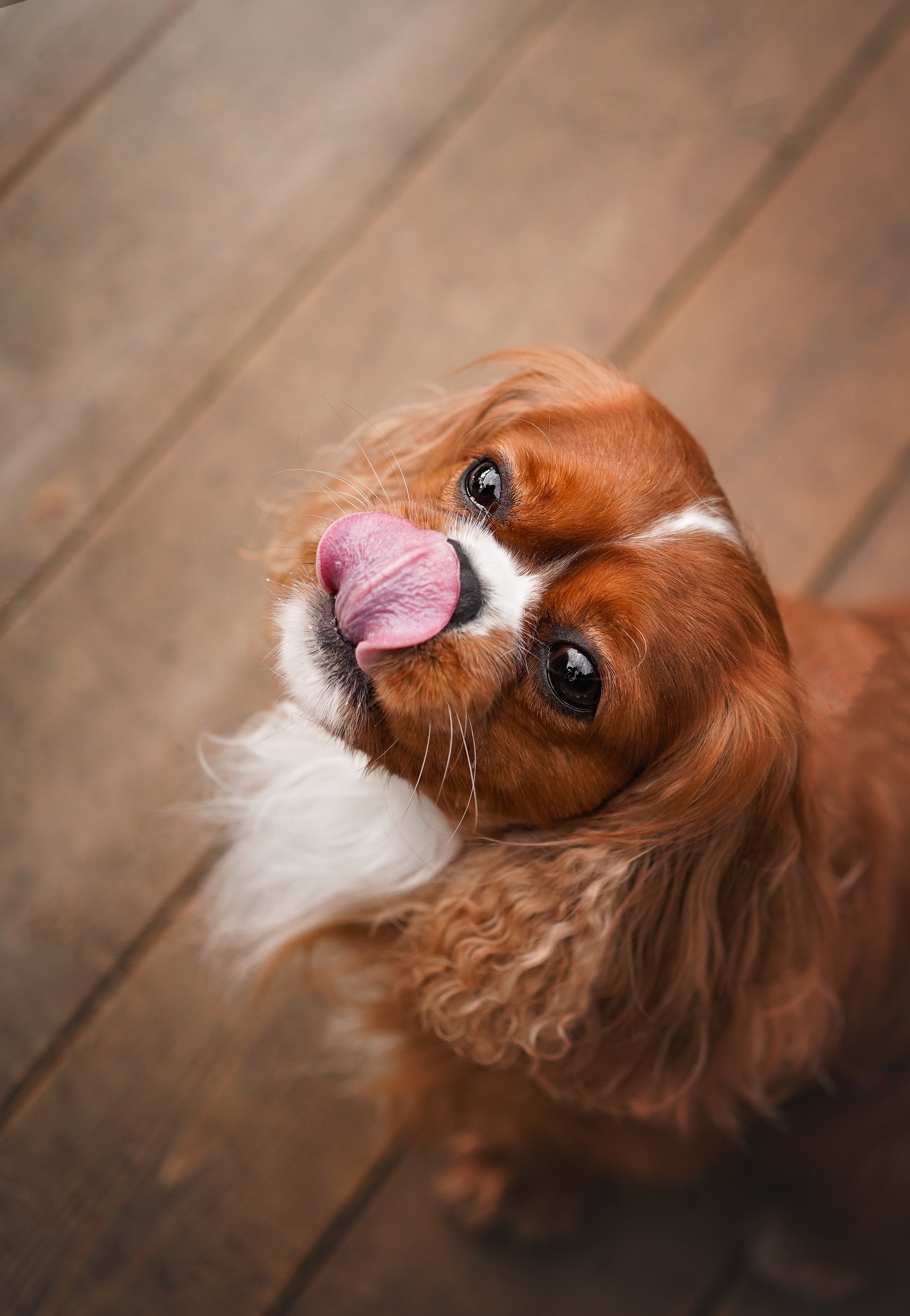 Юля Володя Гарри и Верон. Фотограф-анималист в Санкт-Петербурге Яна Мартынова