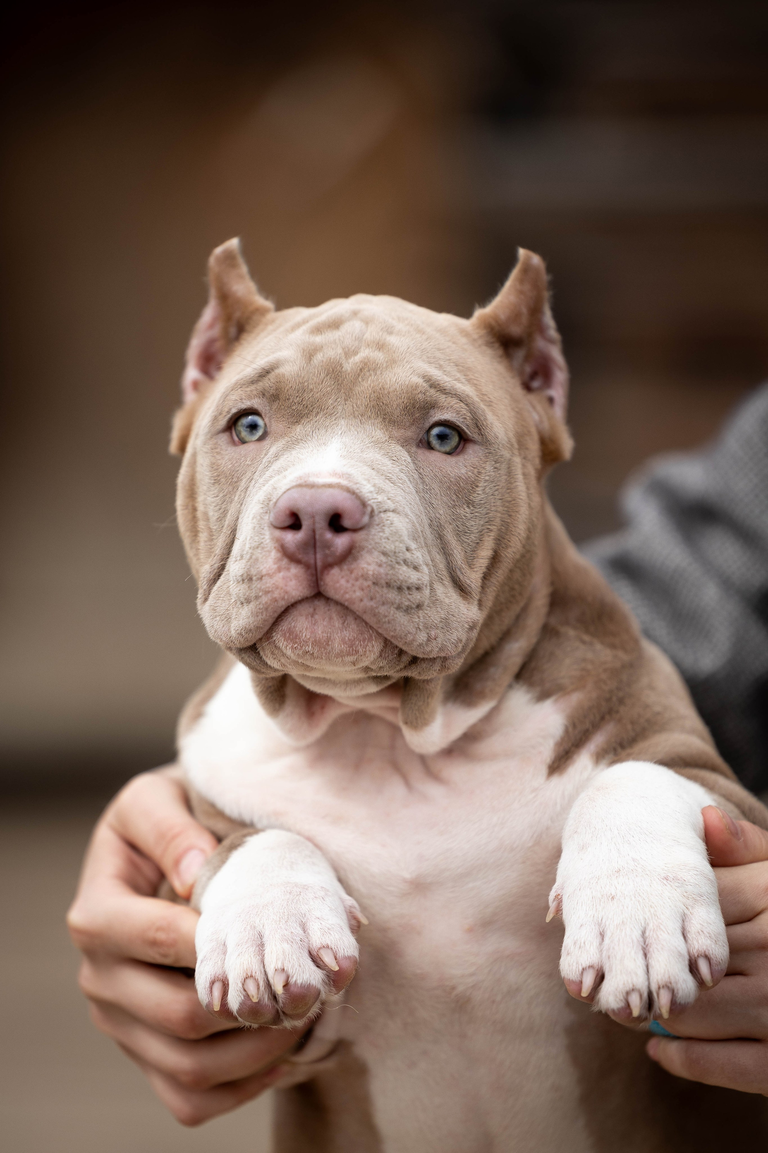 И снова булляшики. Фотограф Анималист в Перми Анастасия Остерман