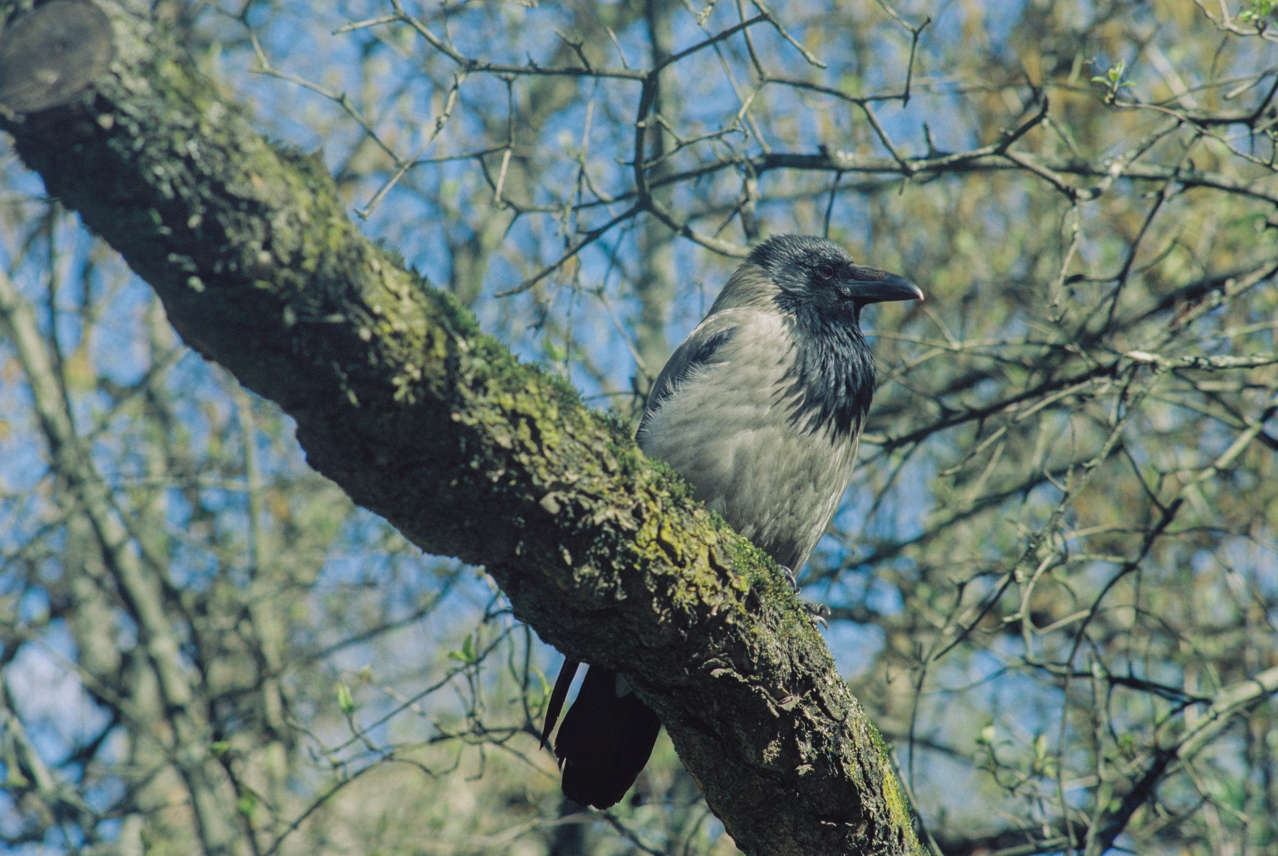 Плёночная весна 2025. Илья Михачёв Фотограф ПРО людей