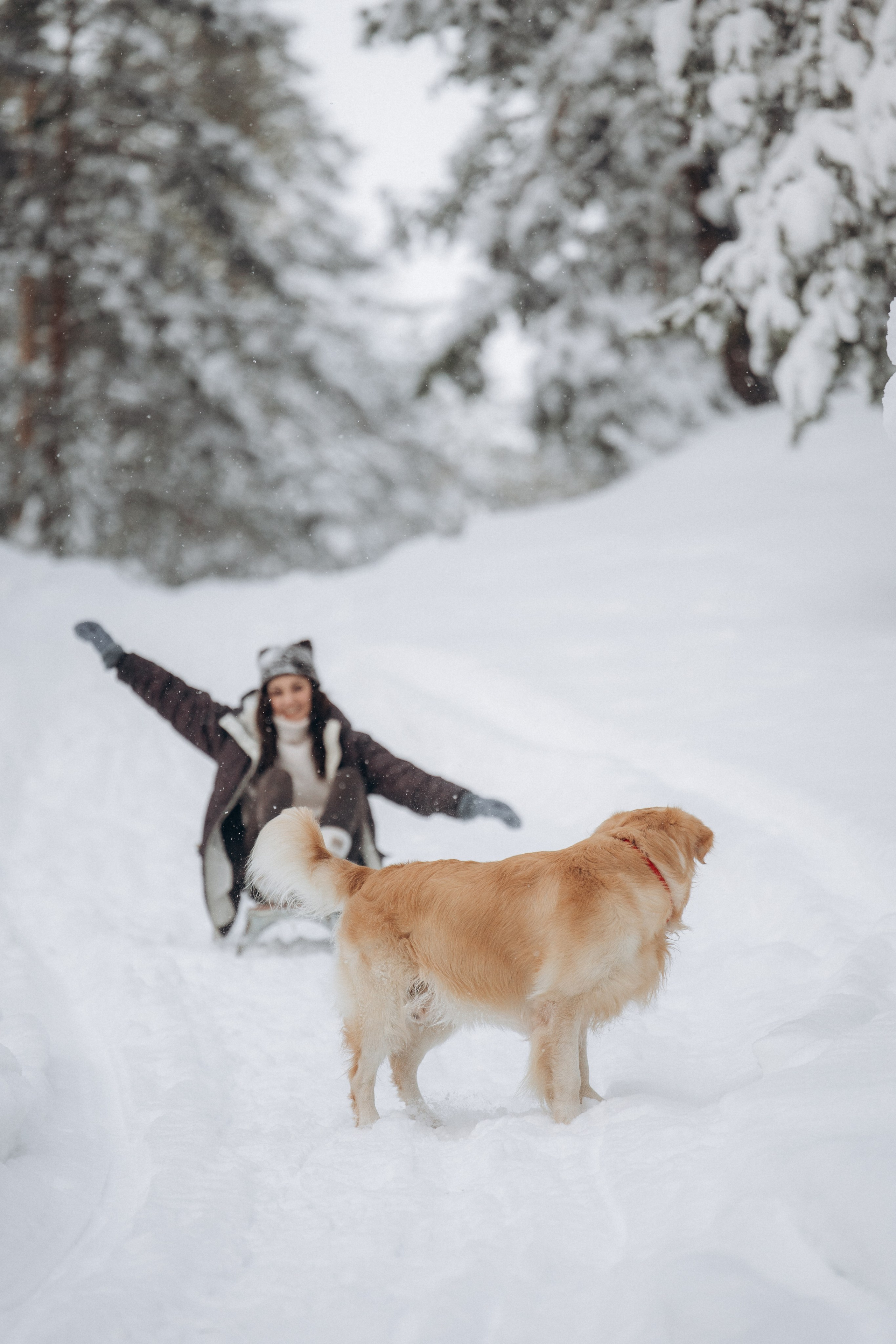 Зимняя история, Света и Чарли. Фотограф анималист в Казани Алина Сулейманова. Фотограф животных