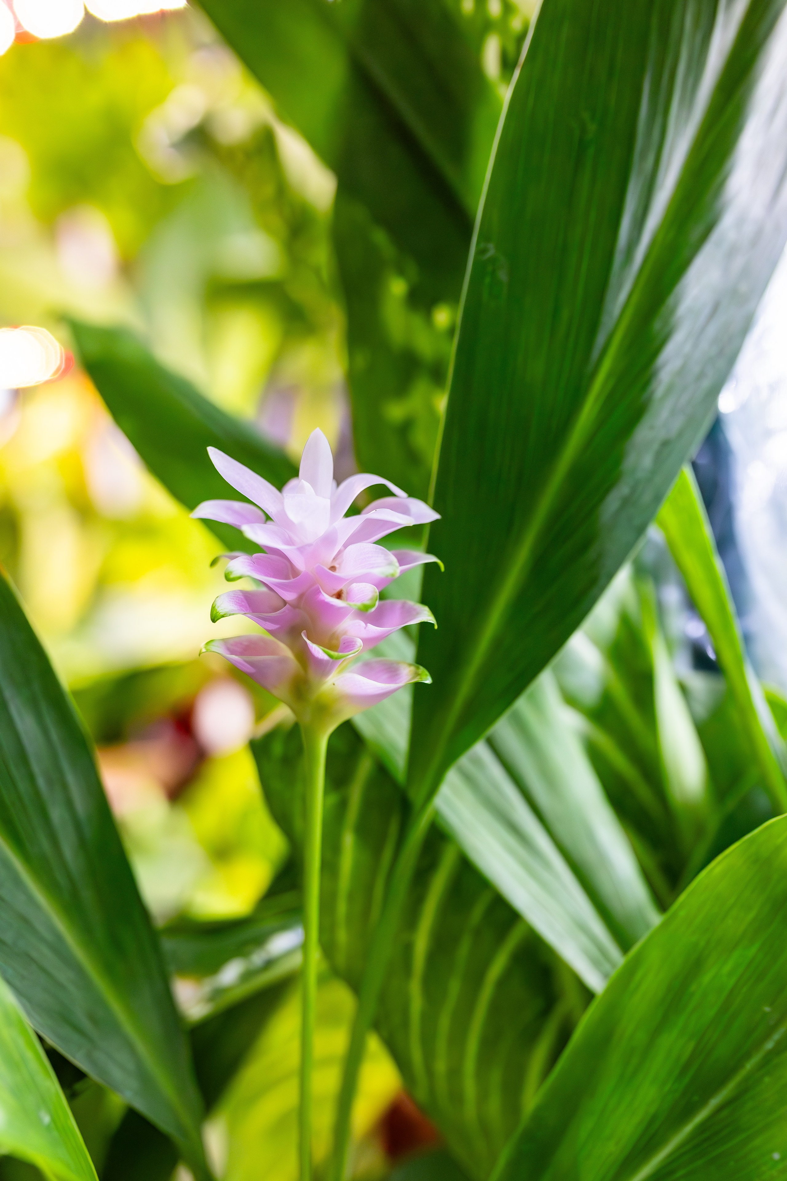 Орхидиум сентябрь 2025. Александра Куликова фотограф, Москва
