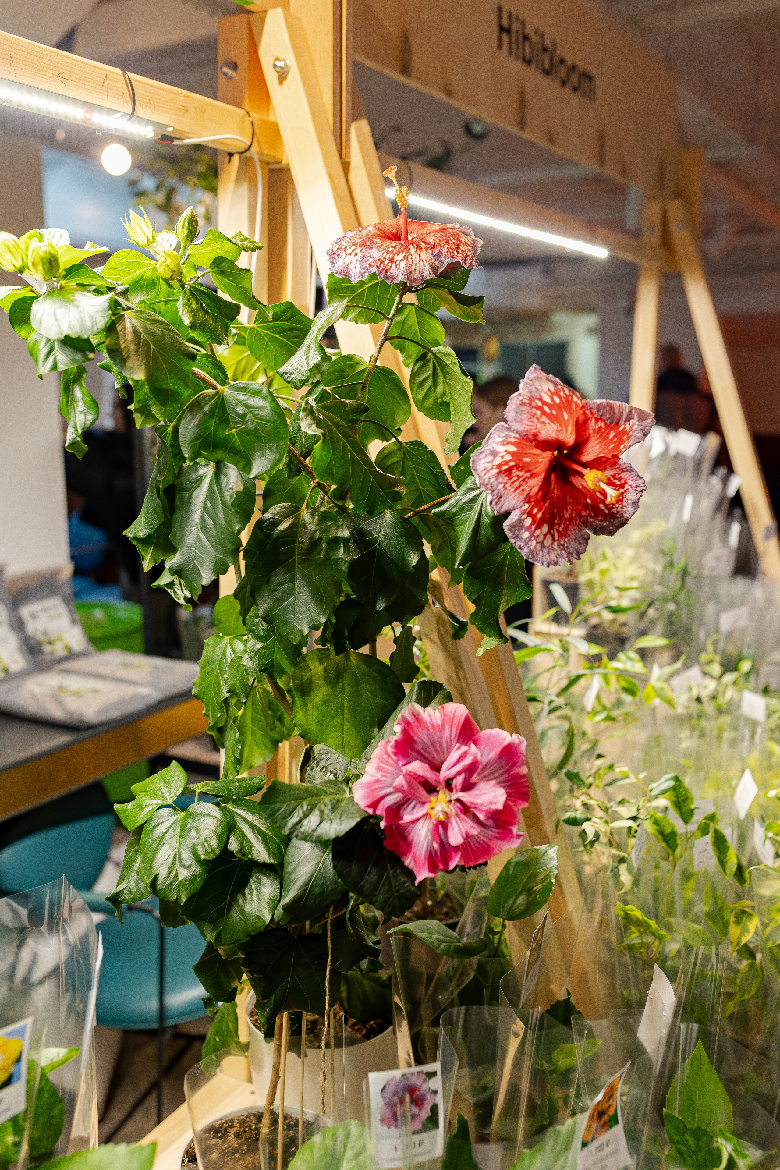 Growbox 1–2 марта. Александра Куликова фотограф, Москва