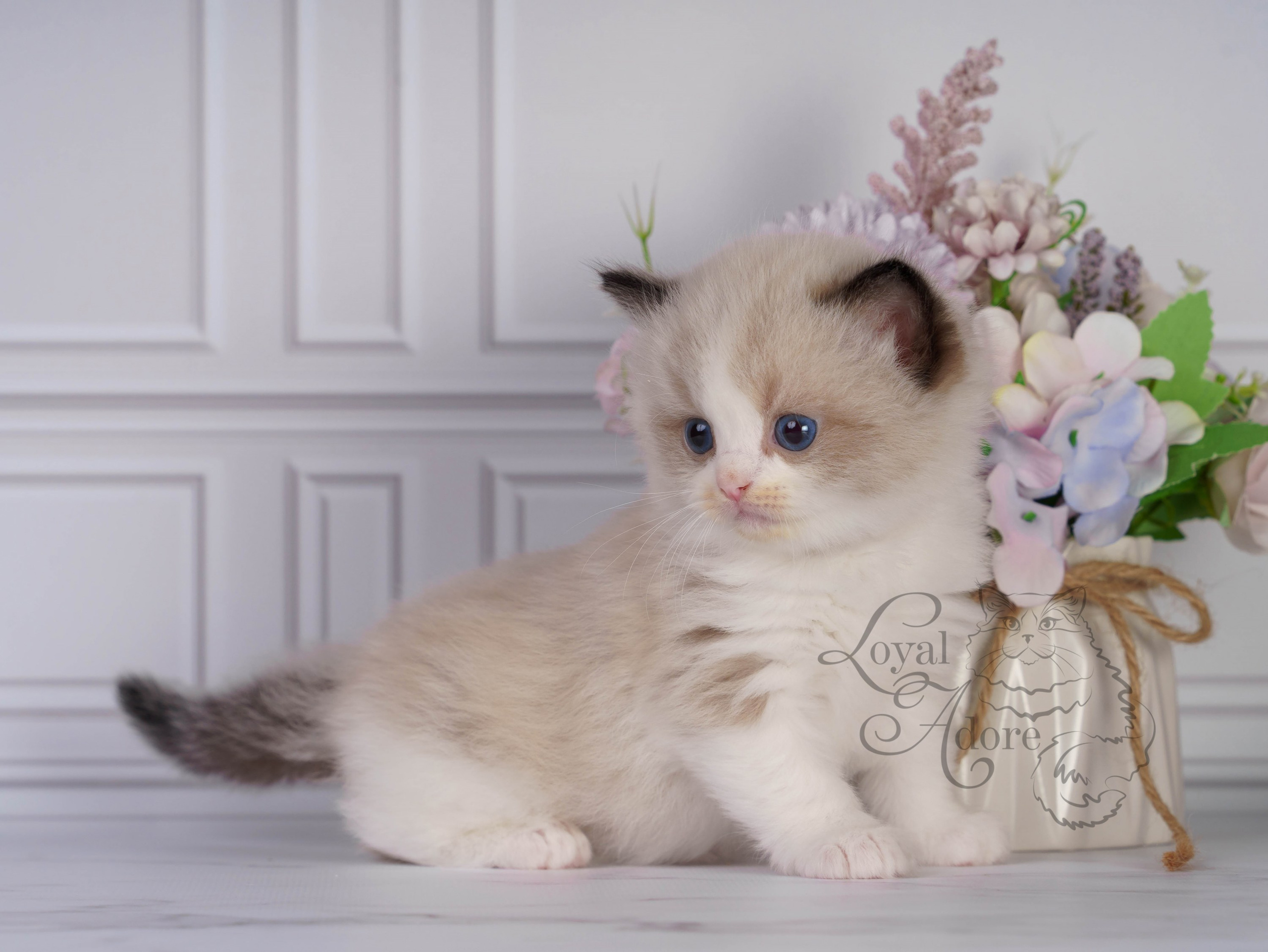 Котята рэгдолл от Loyal Adore. Питомник рэгдолл Loyal Adore