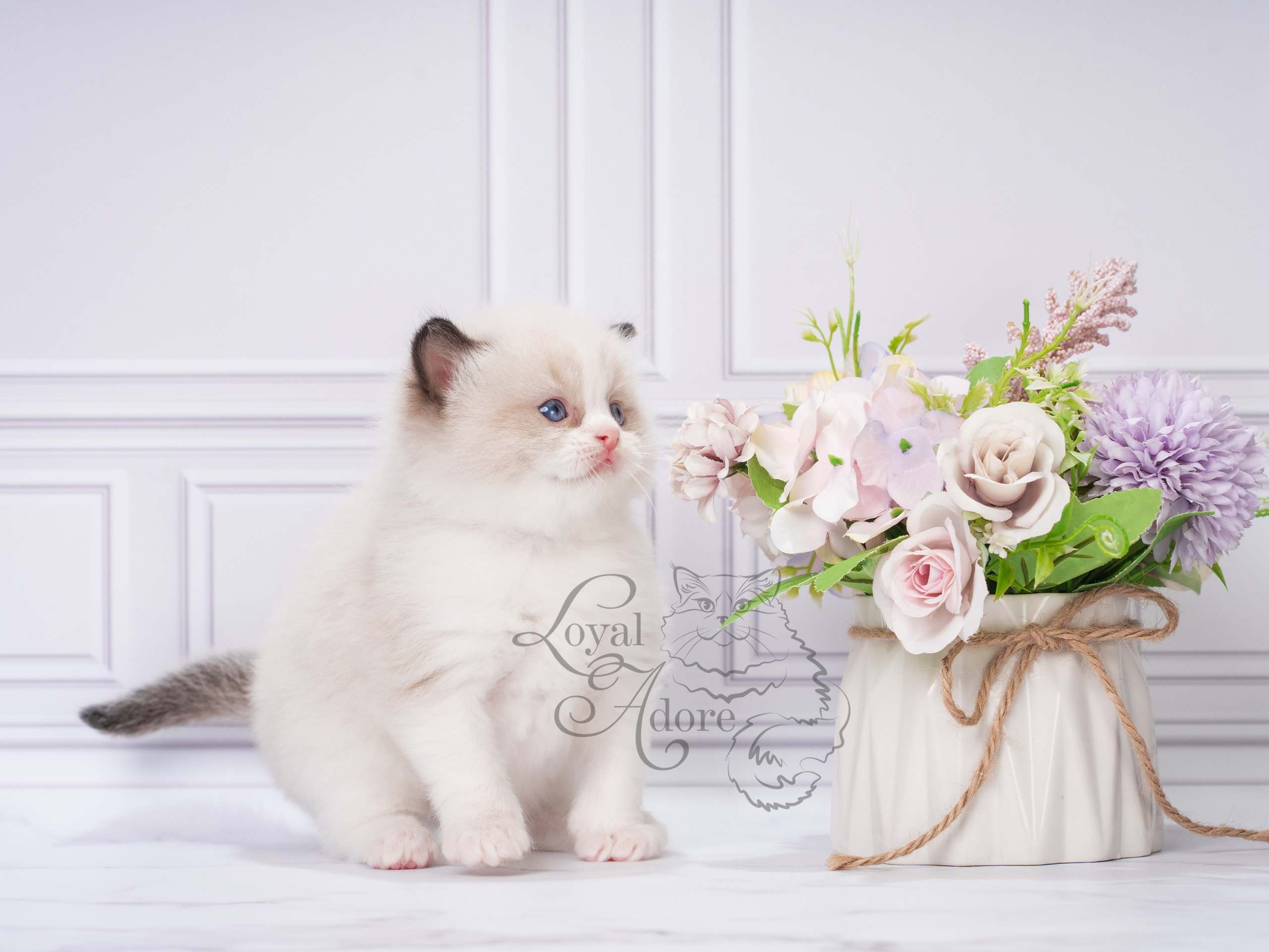 Котята рэгдолл от Loyal Adore. Питомник рэгдолл Loyal Adore