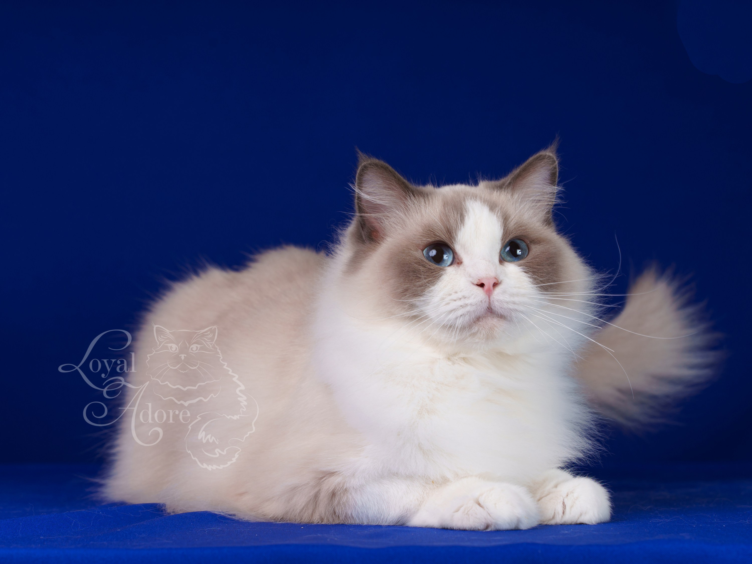 Кошки производители Loyal Adore. Питомник рэгдолл Loyal Adore