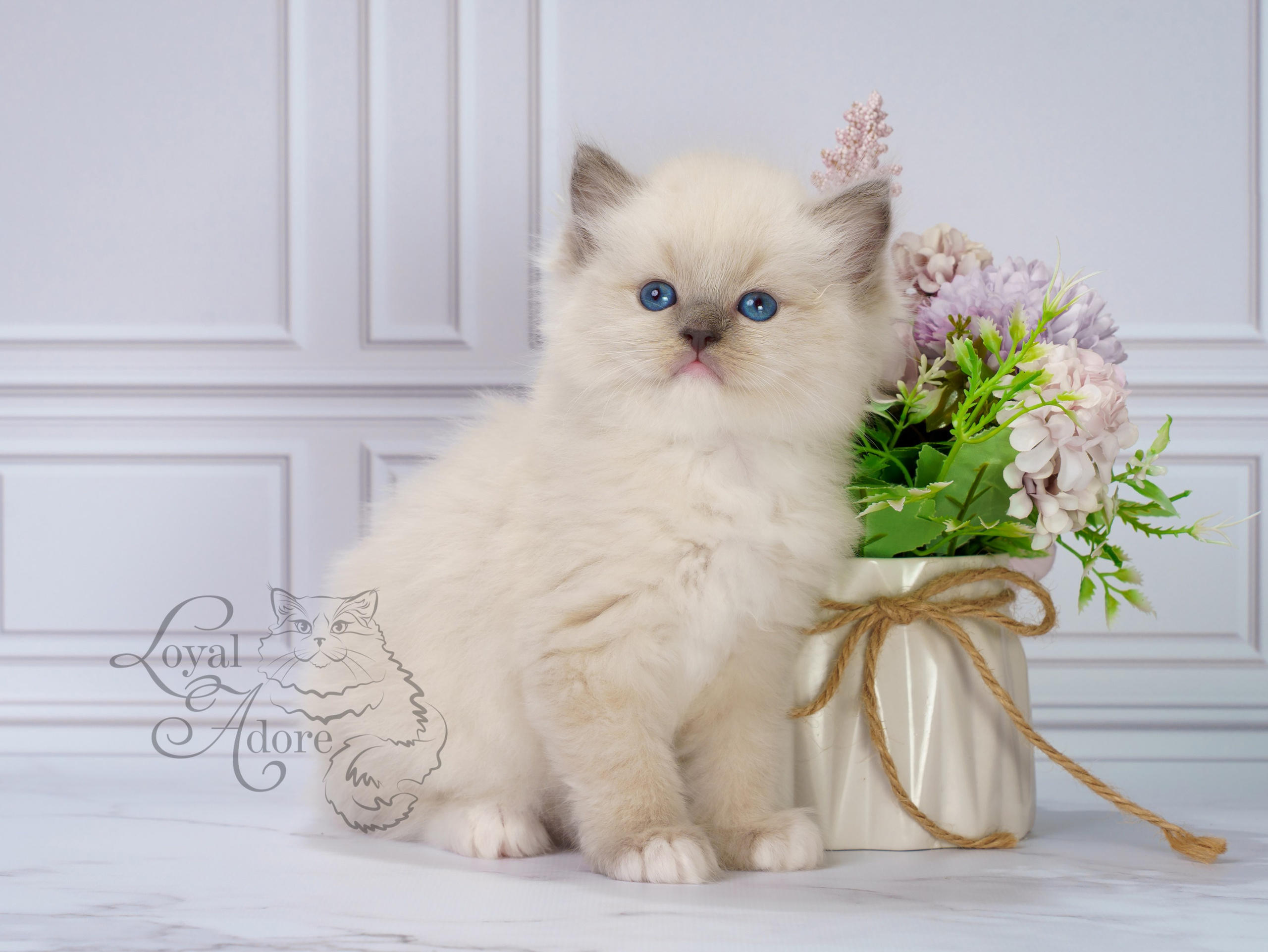 Котята рэгдолл от Loyal Adore. Питомник рэгдолл Loyal Adore