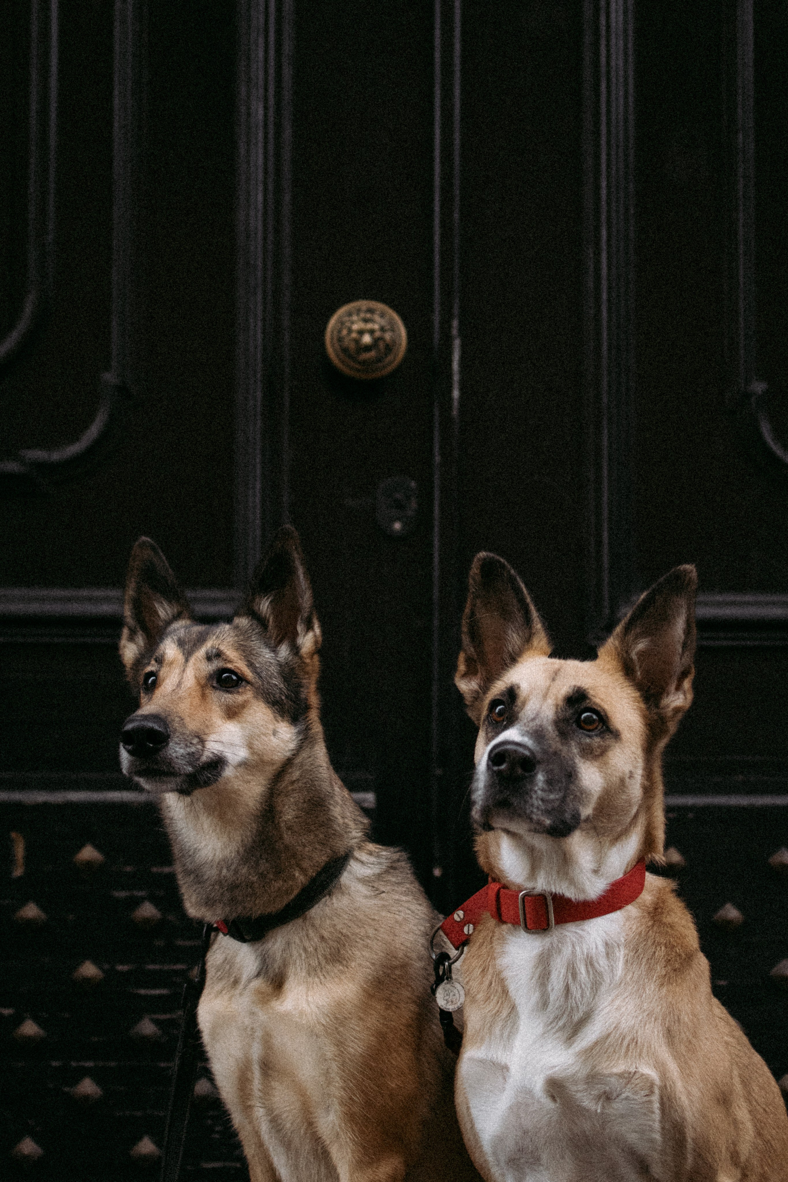 Саша, Ксюша и их банда. Фотораф — анималист Мария Шистка