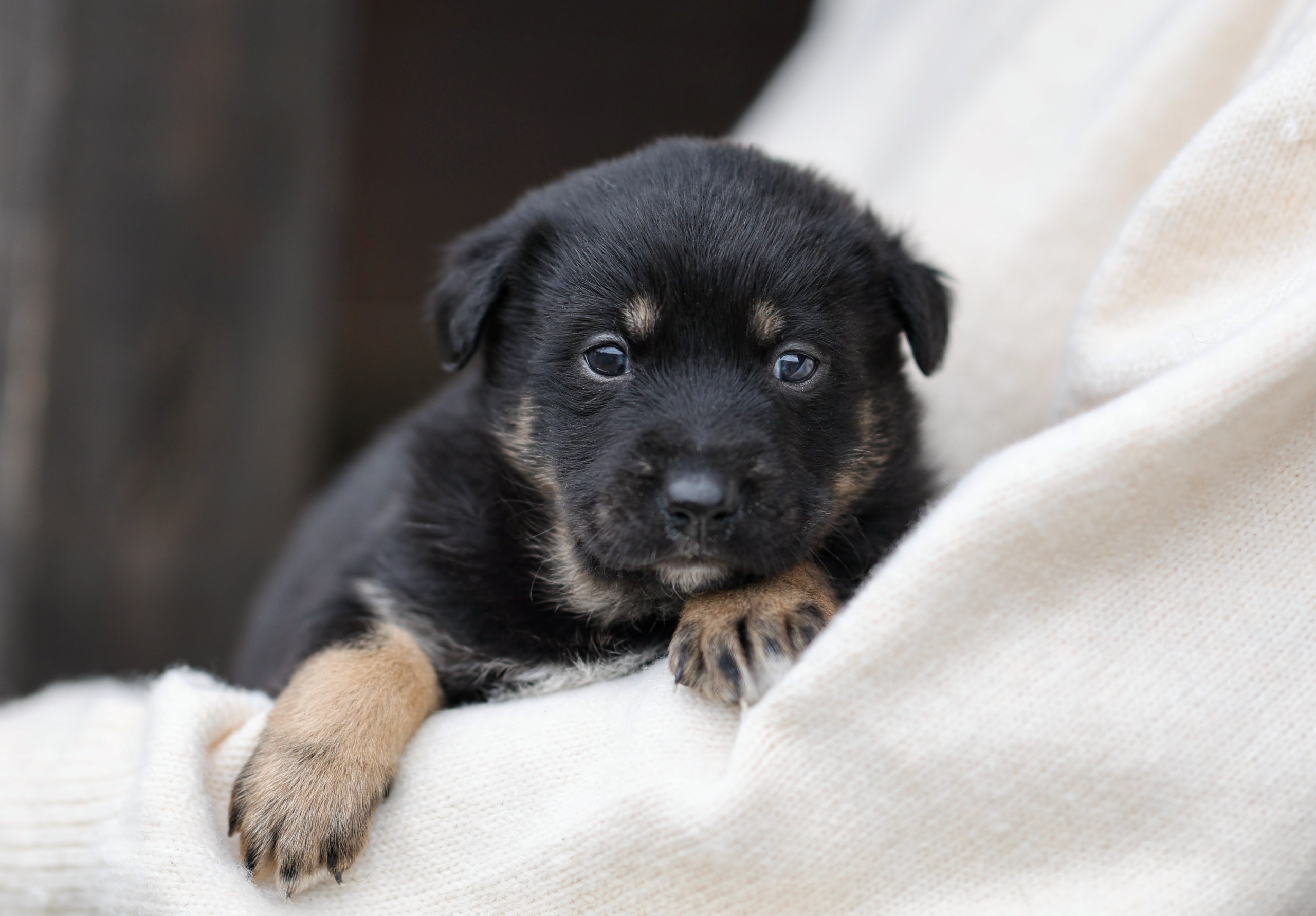 Щенки. Фотограф Максим Татаринов