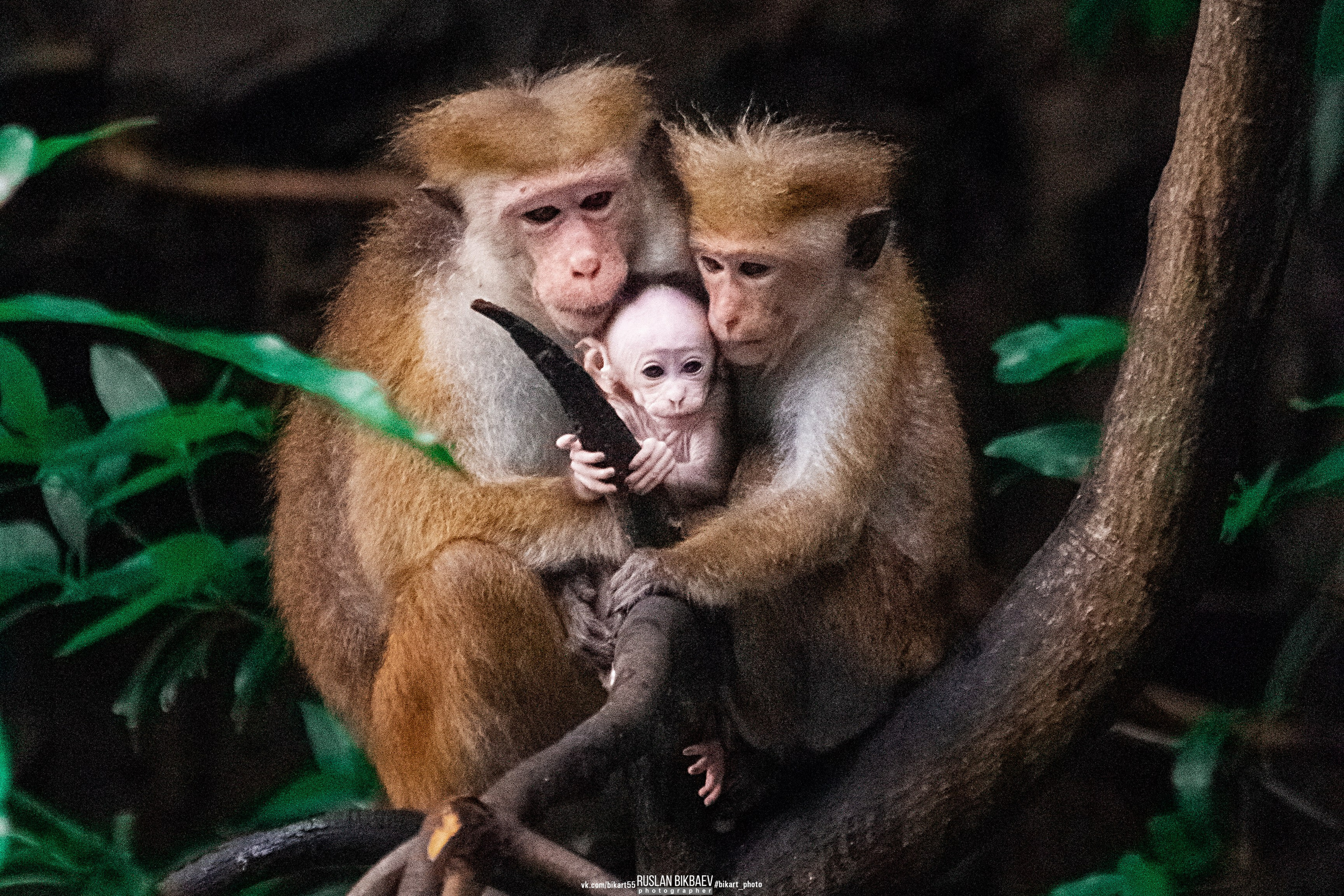 ШРИ-ЛАНКА 2025 / SRI LANKA 2025. Главная