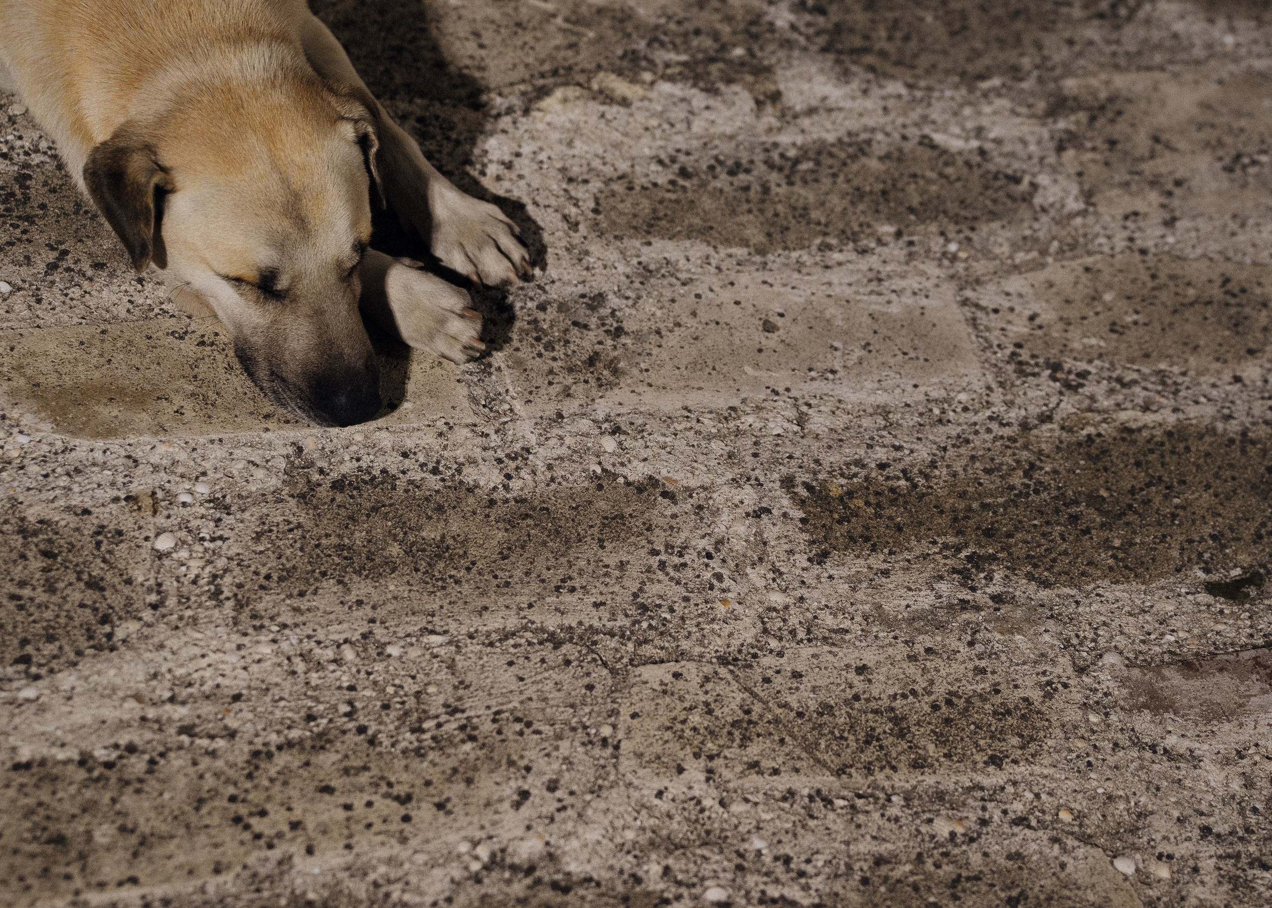 Любовь в Шато. Свадебный фотограф в Краснодаре и Сочи Винидиктова Екатерина