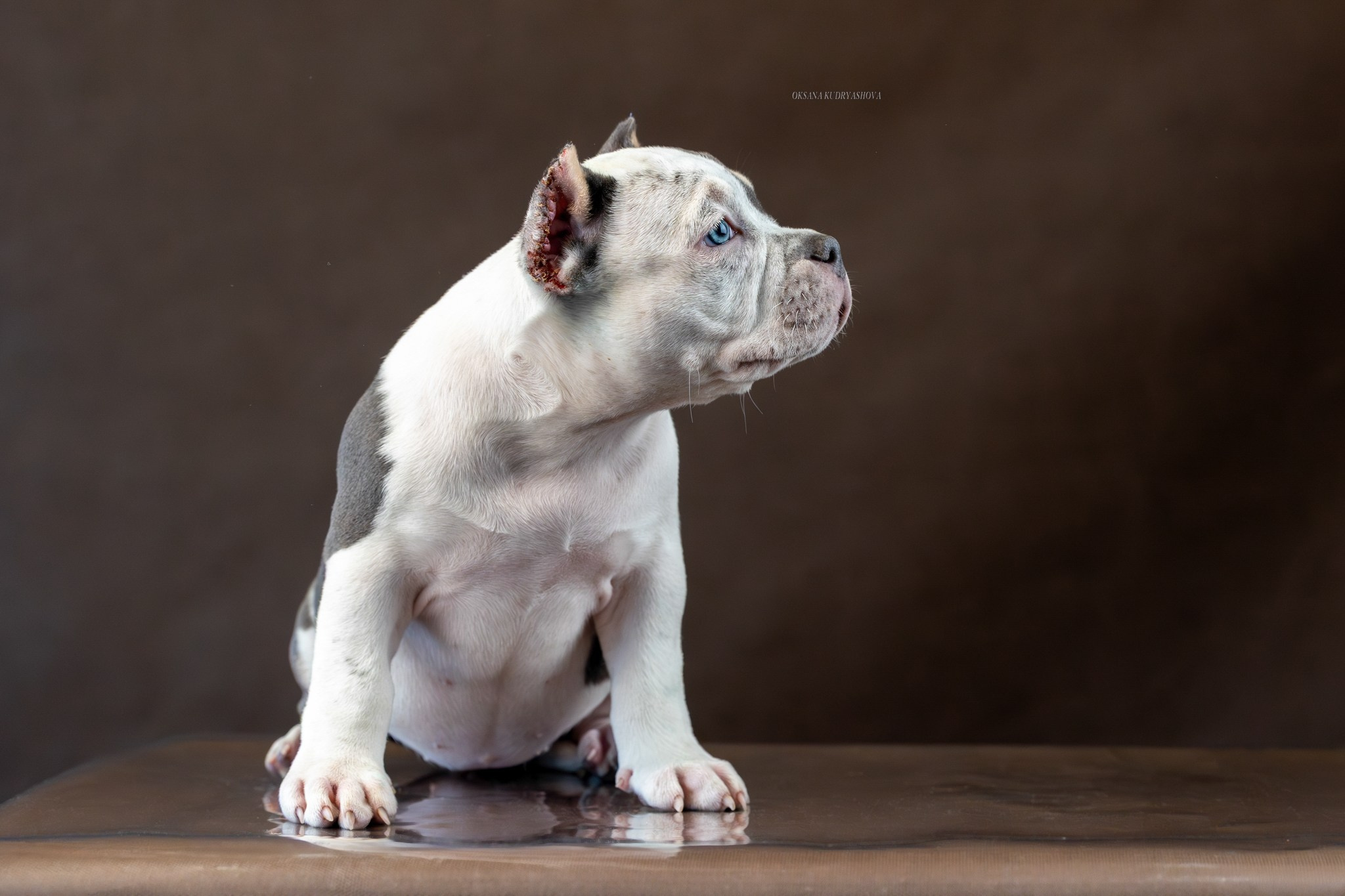 Американский булли!. Фотограф 📸 анималист, предметный, репортажный