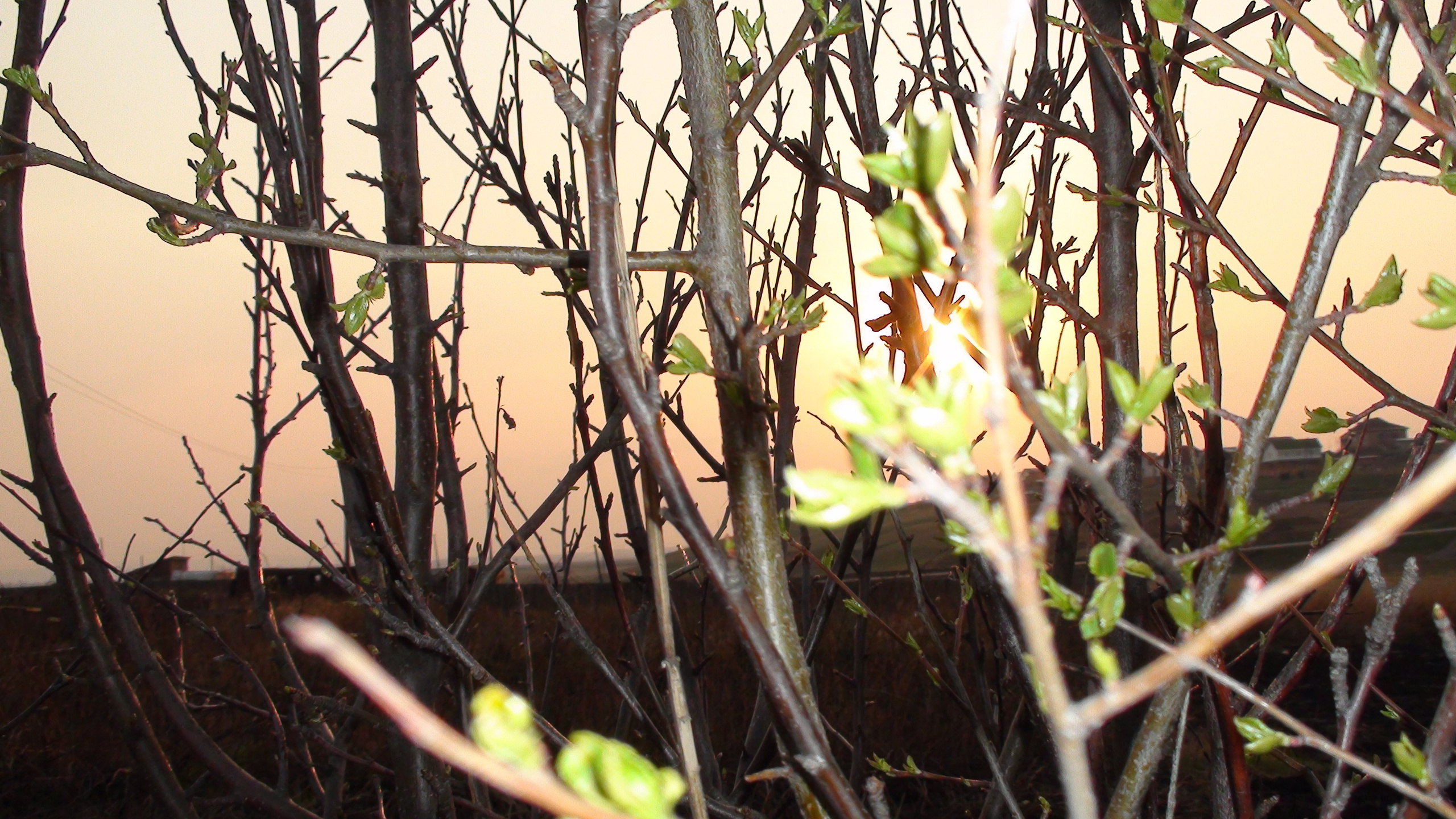 Дача 11.05.2009. Семейный, Свадебный фотограф СПБ Питер— Романова Екатерина