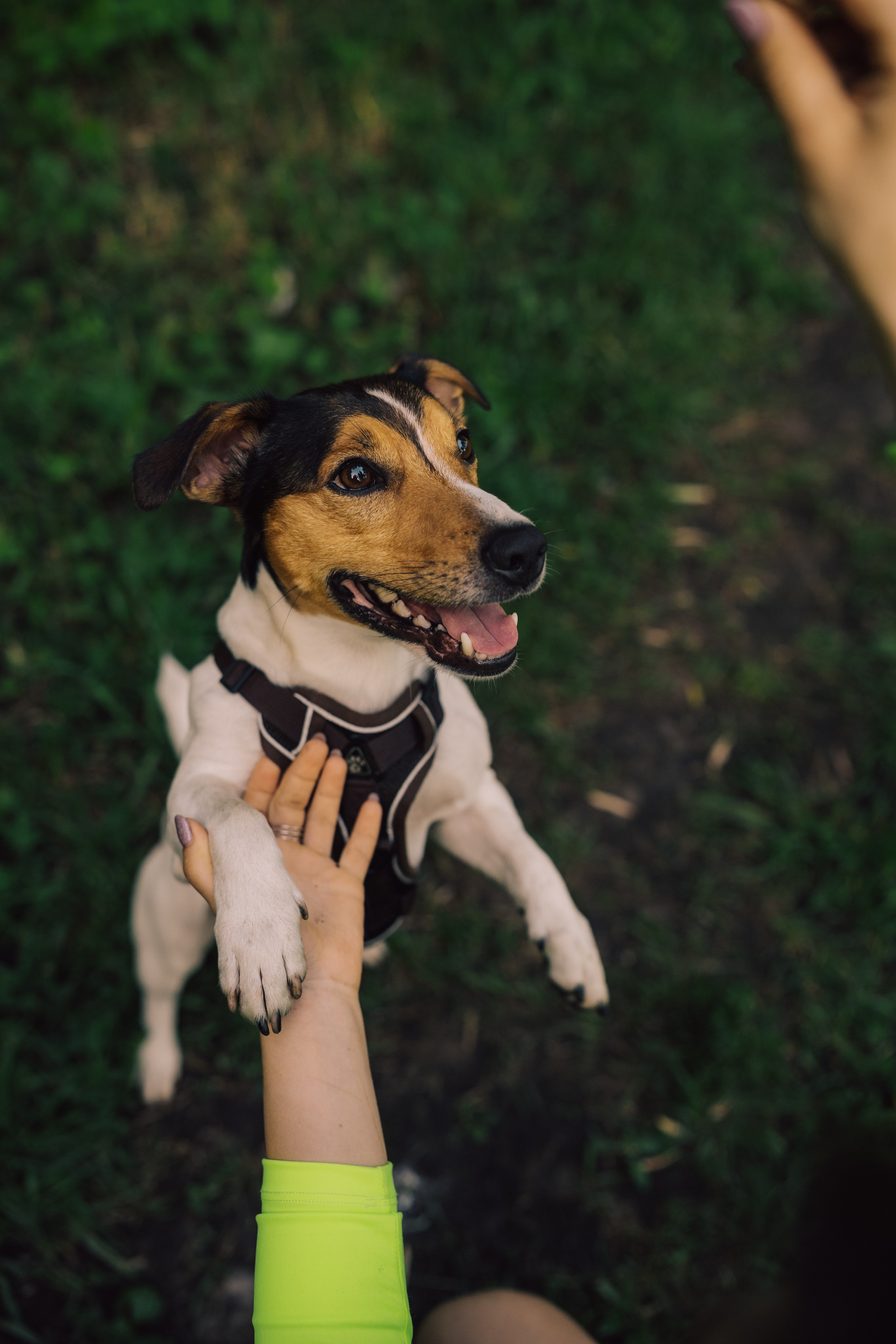Оля Верхутина и Пипито. Фотограф в Москве Ангелина Ким