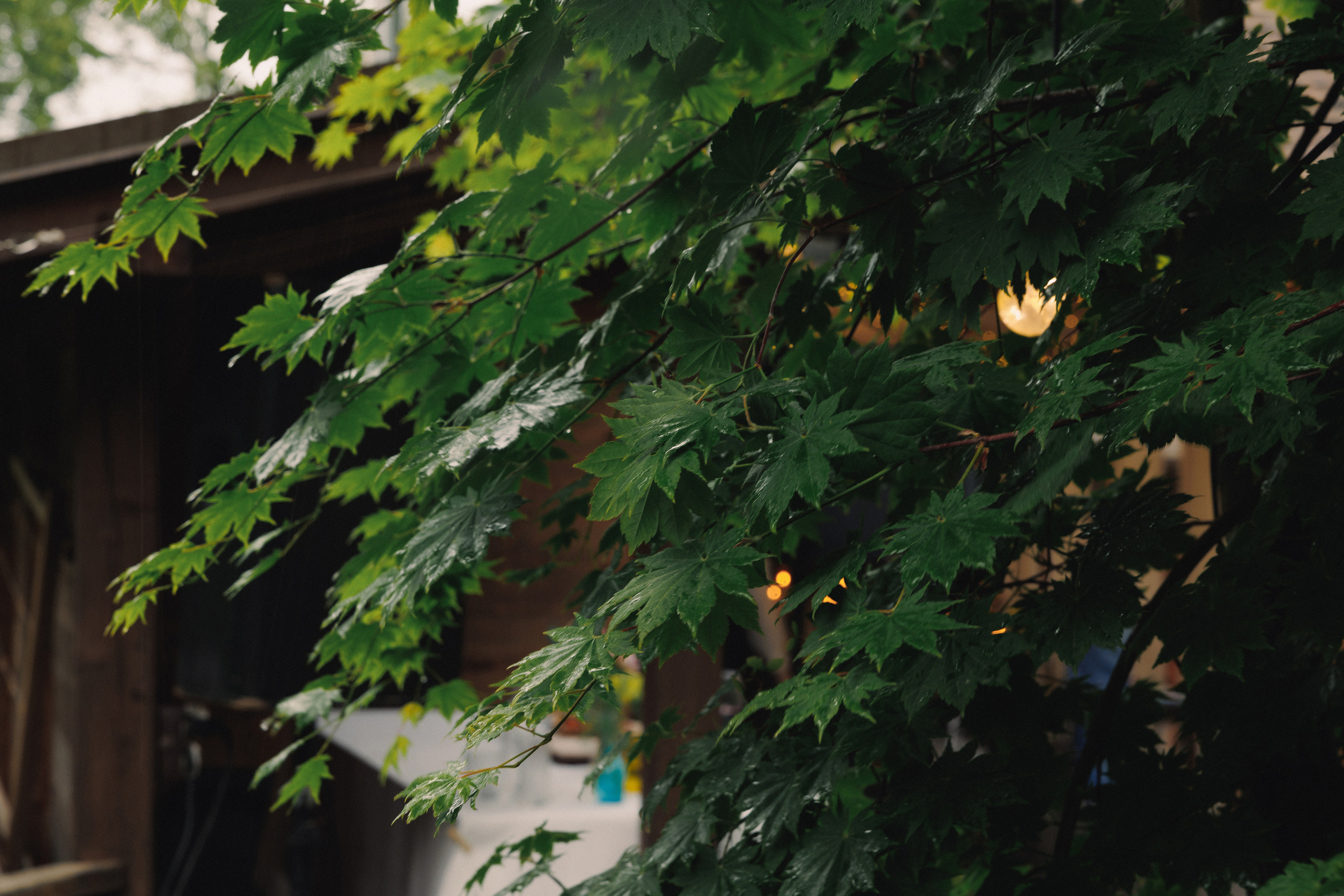 ДЕНЬ РОЖДЕНИЯ В ЛЕСУ. Wedding and family photographer in Vladivostok Anton Blokhin