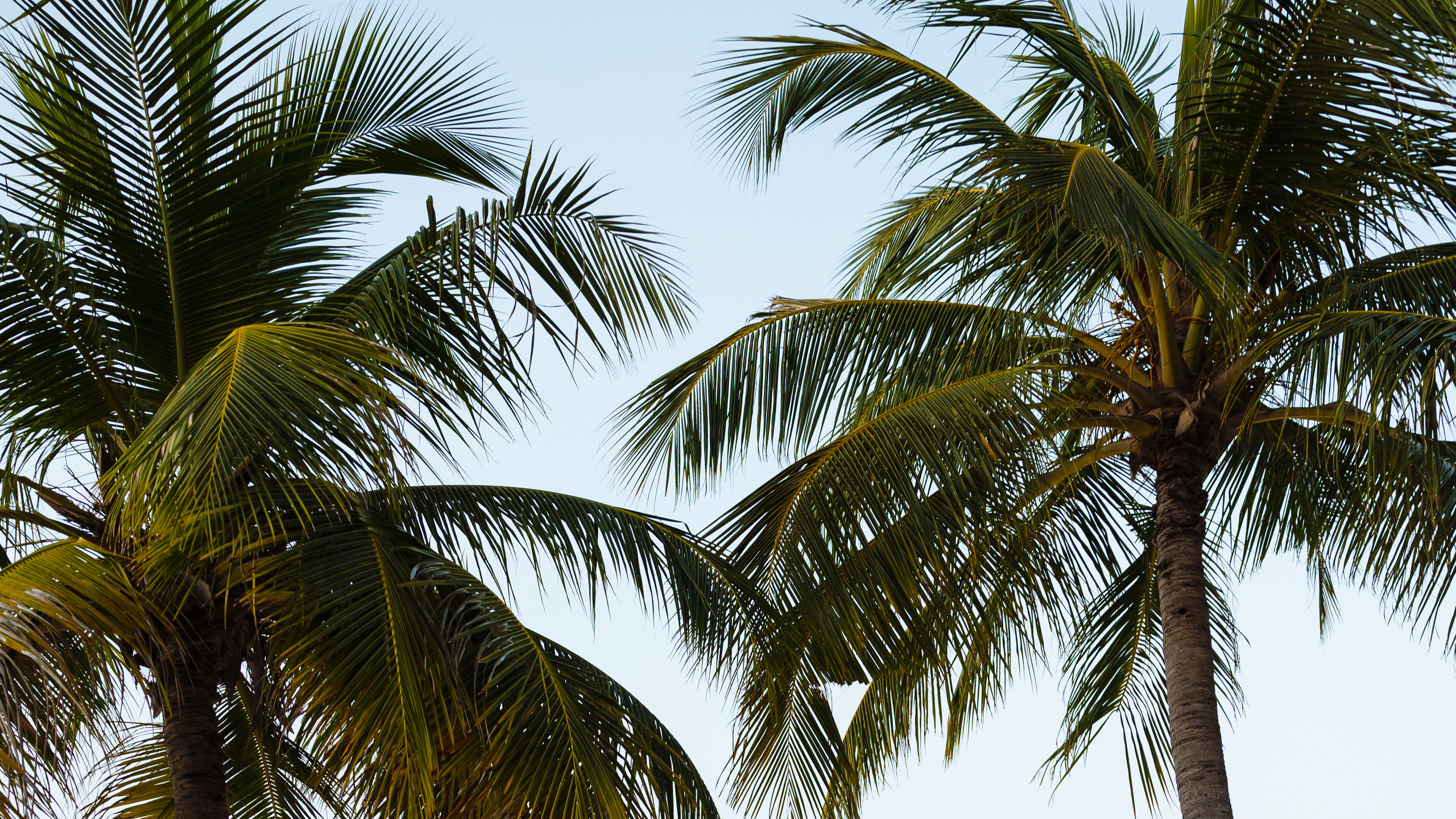 K & V | MALDIVES. Wedding and family photographer in Vladivostok Anton Blokhin