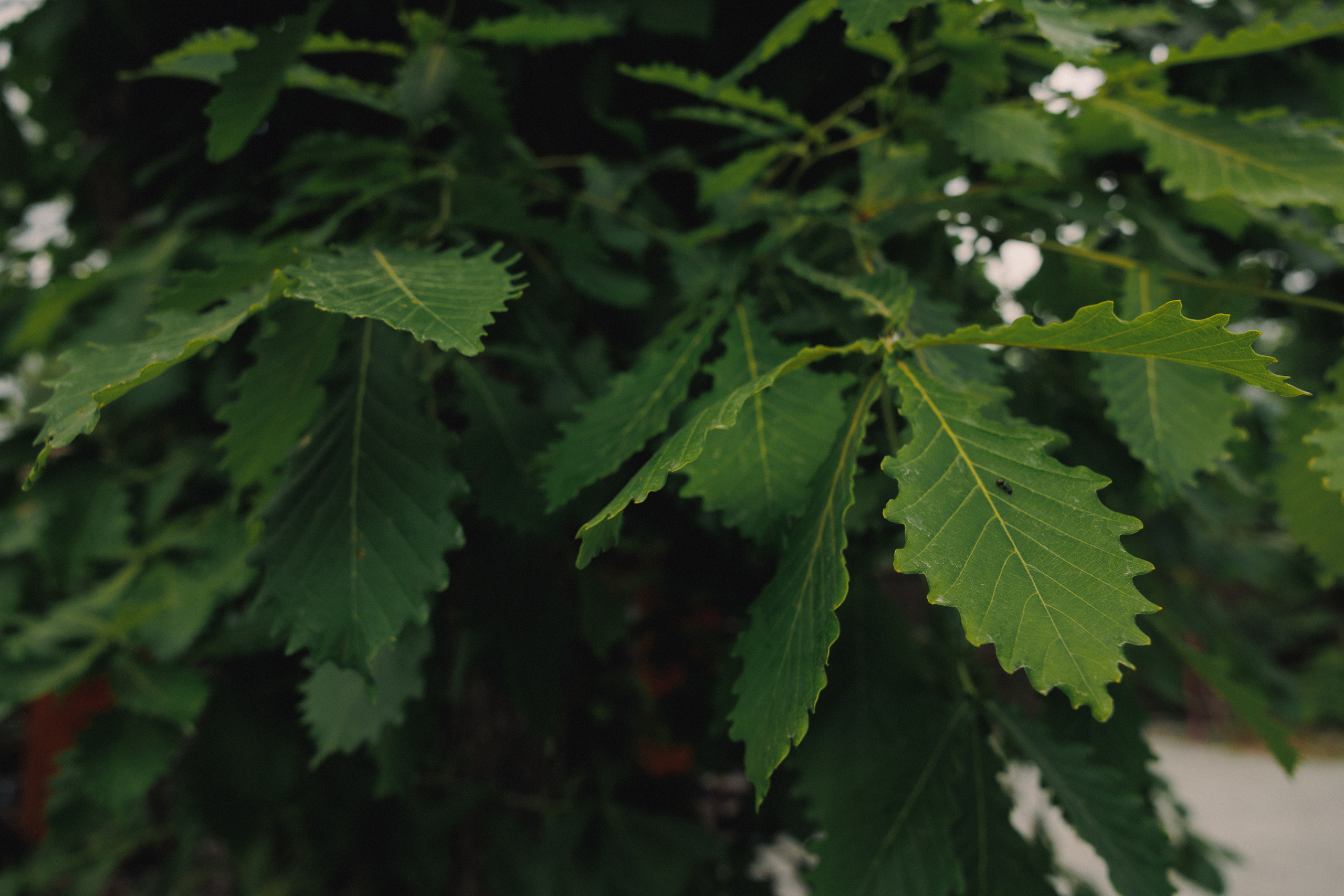 ДЕНЬ РОЖДЕНИЯ В ЛЕСУ. Wedding and family photographer in Vladivostok Anton Blokhin