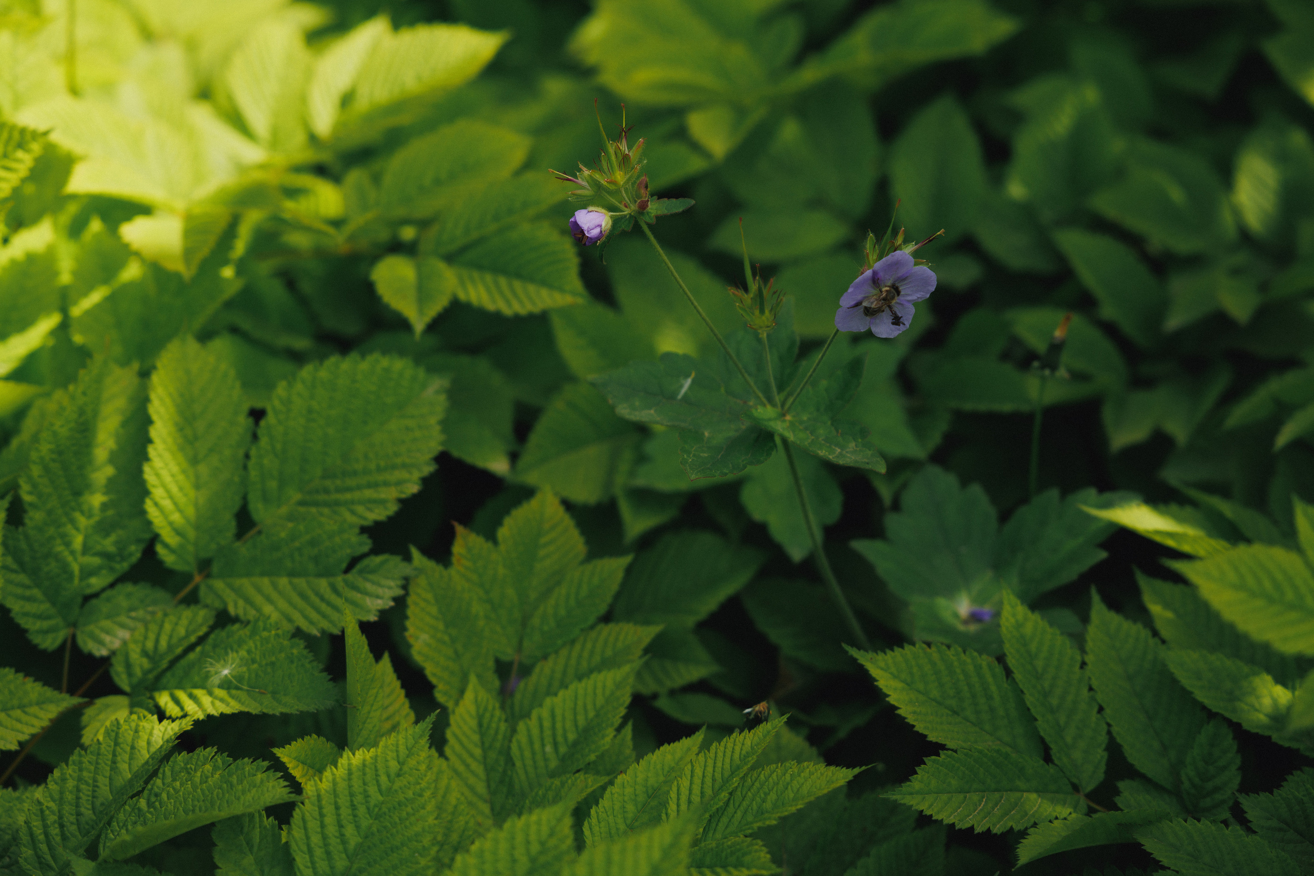 ДЕНЬ РОЖДЕНИЯ В ЛЕСУ. Wedding and family photographer in Vladivostok Anton Blokhin