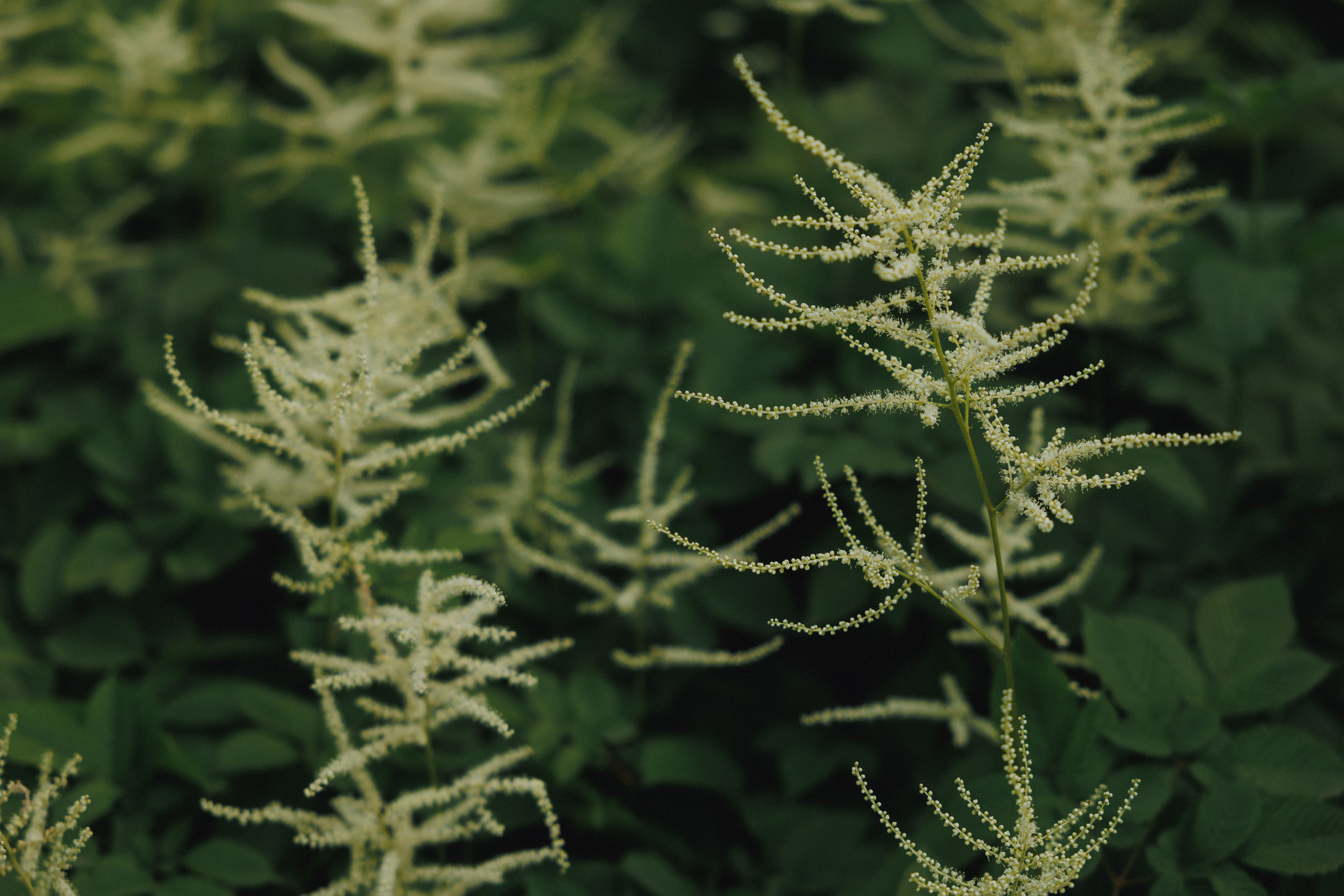 ДЕНЬ РОЖДЕНИЯ В ЛЕСУ. Wedding and family photographer in Vladivostok Anton Blokhin