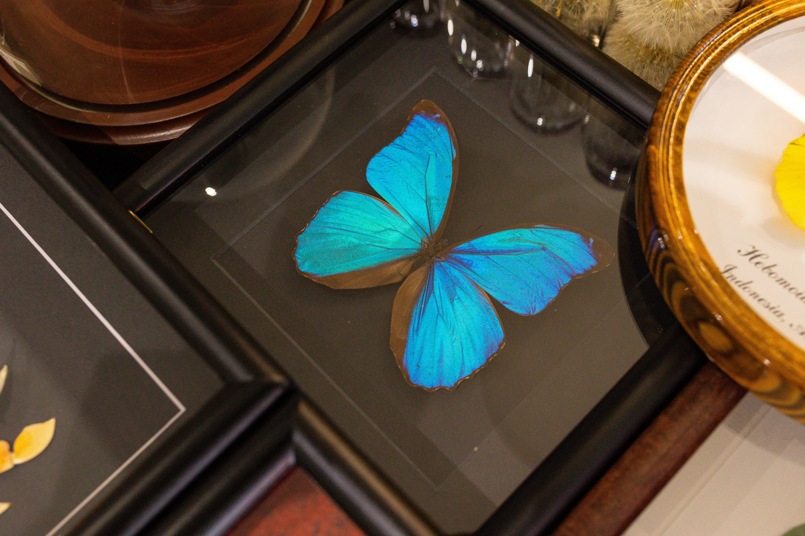 Орхидиум сентябрь 2025. Александра Куликова фотограф, Москва