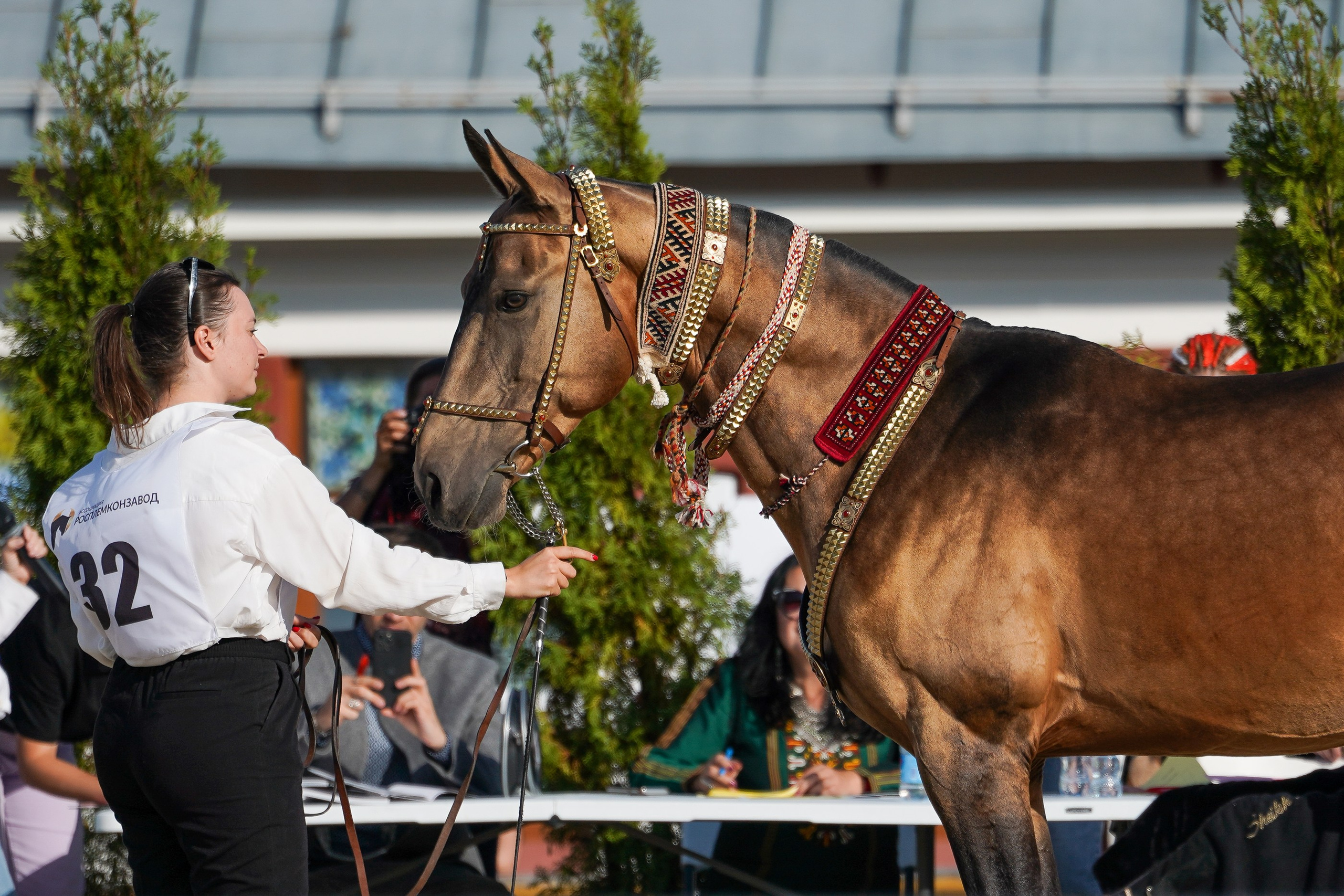 Чемпионат лошадей чистокровной ахалтекинской породы «КУБОК РОССИИ — 2024». Фотограф-анималист, портретный фотограф в Чебоксарах Мария Садыкова