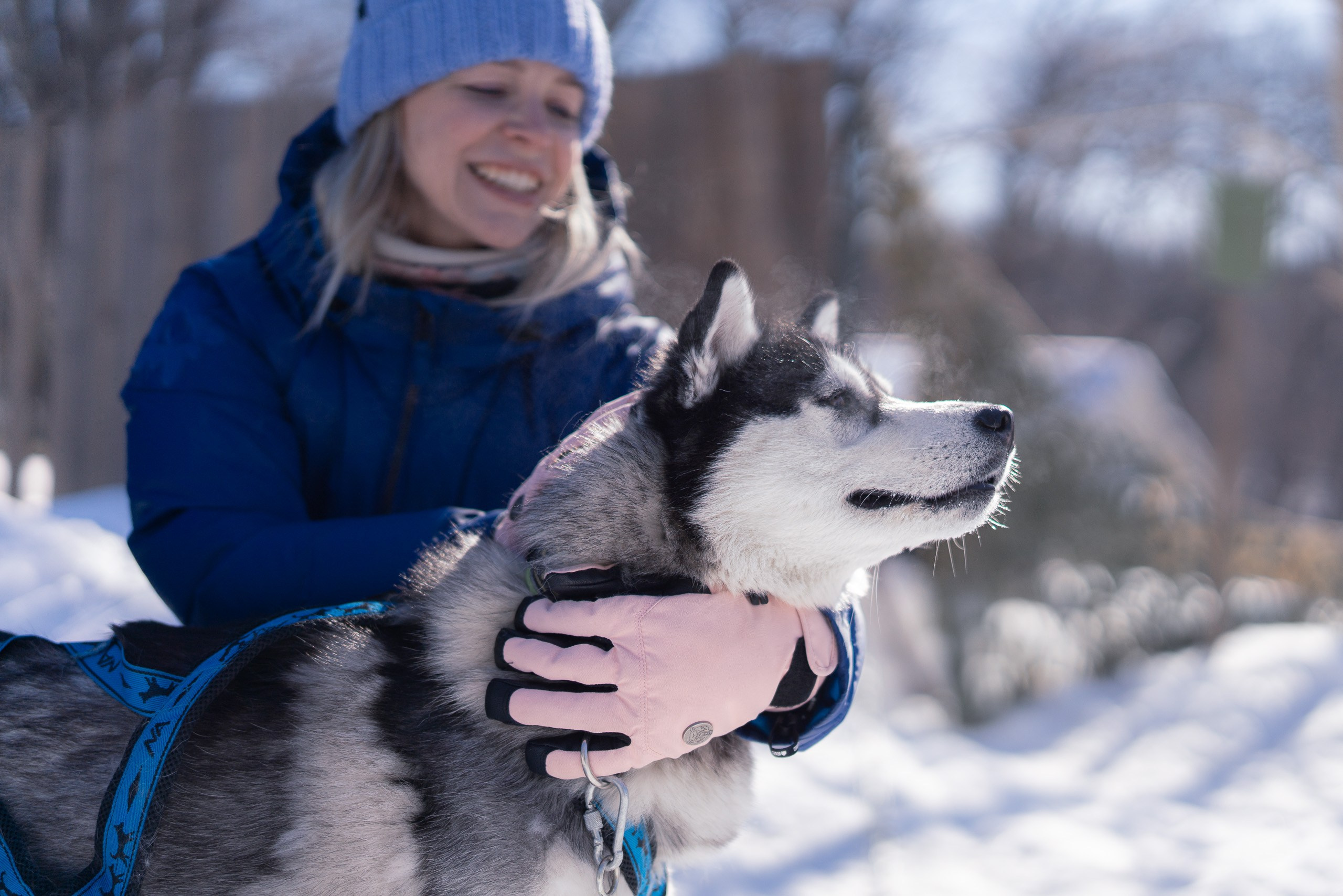 Хаски. Фото журналист