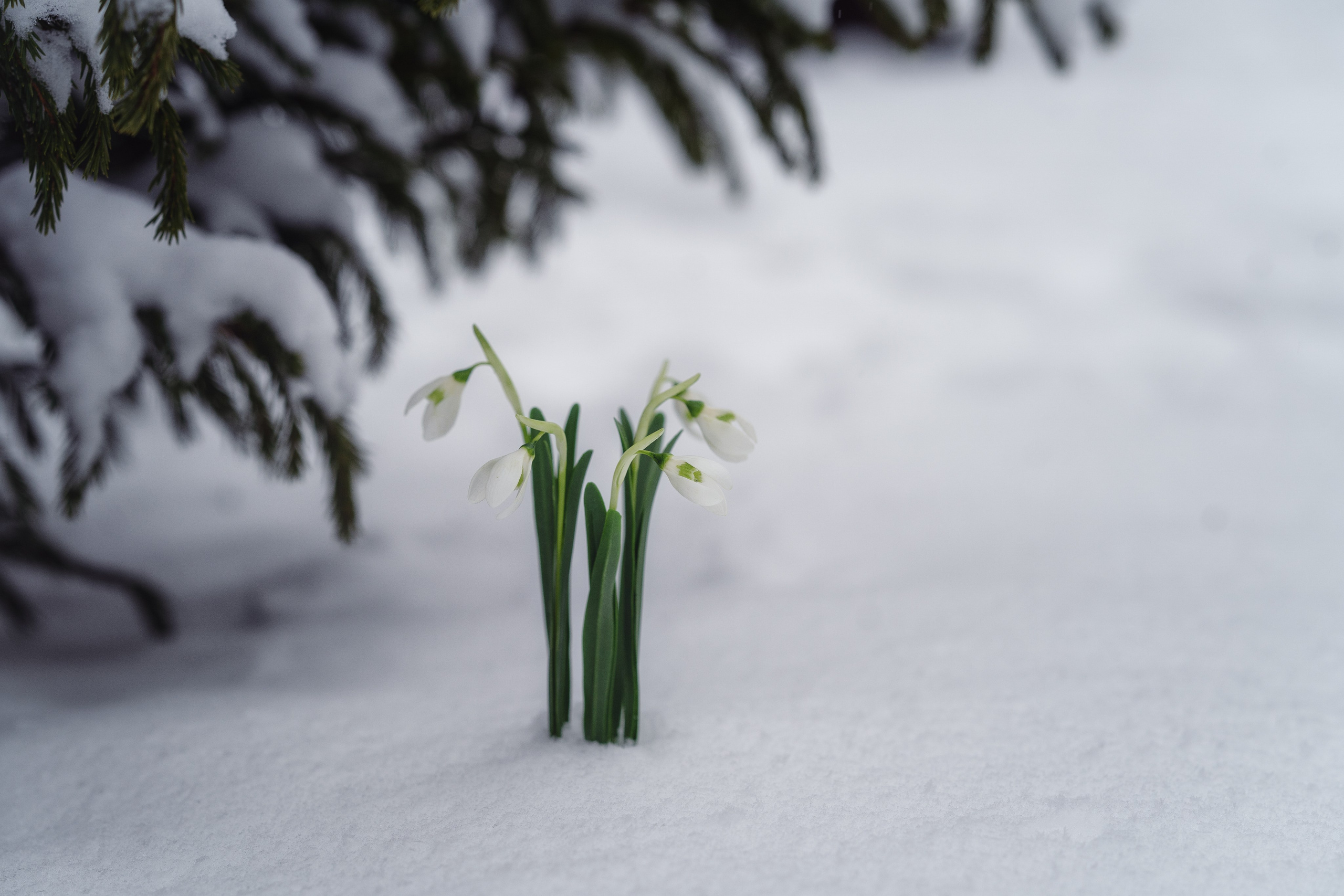 12 месяцев — зимняя фотосессия в киностиле. Семейный фотограф Новая Рига (Звенигород, Истра) Евгения Литовченко