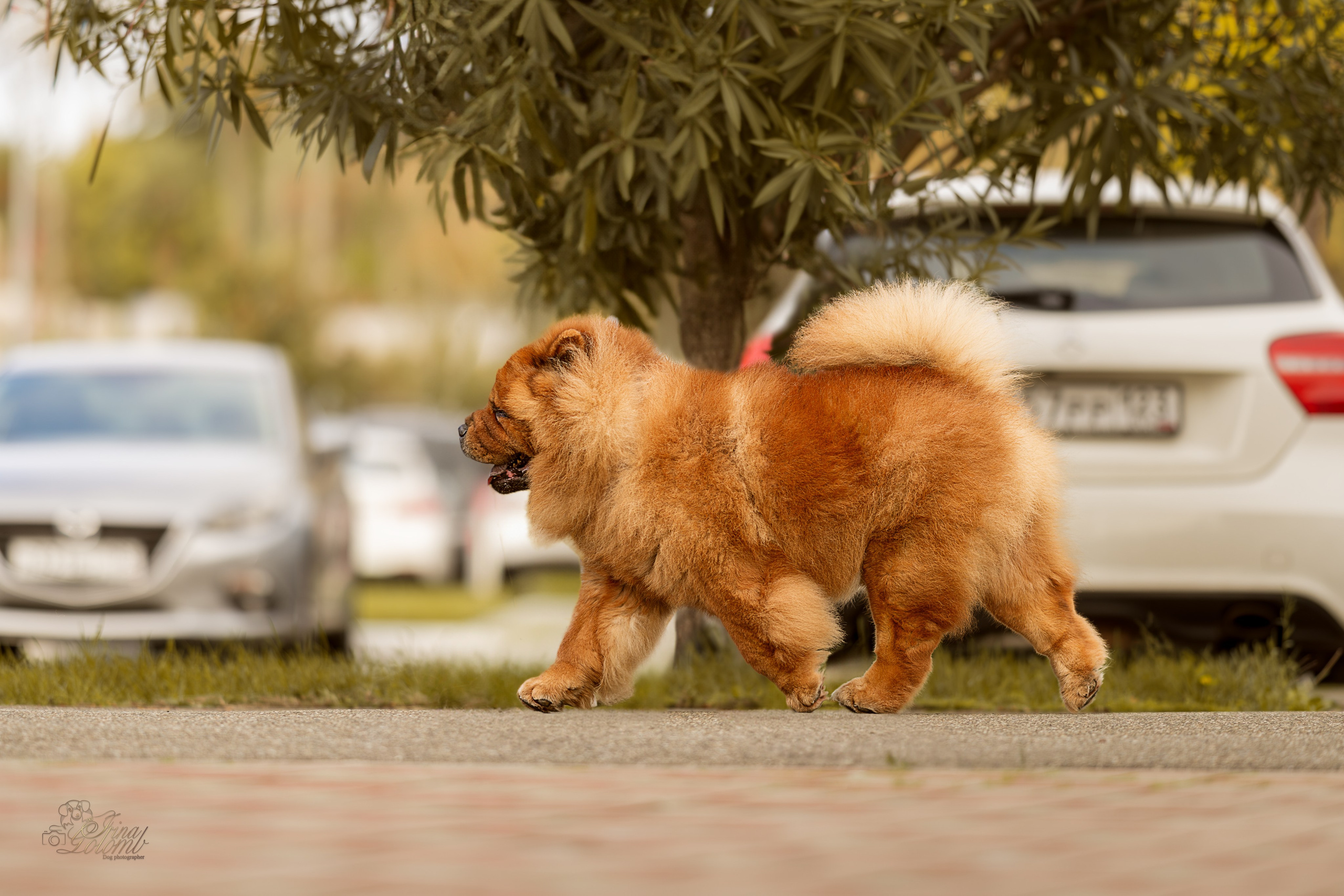 Дана и Макс, Чау-чау. Ирина Голомб|Фотограф-анималист в  Сочи и Калининграде