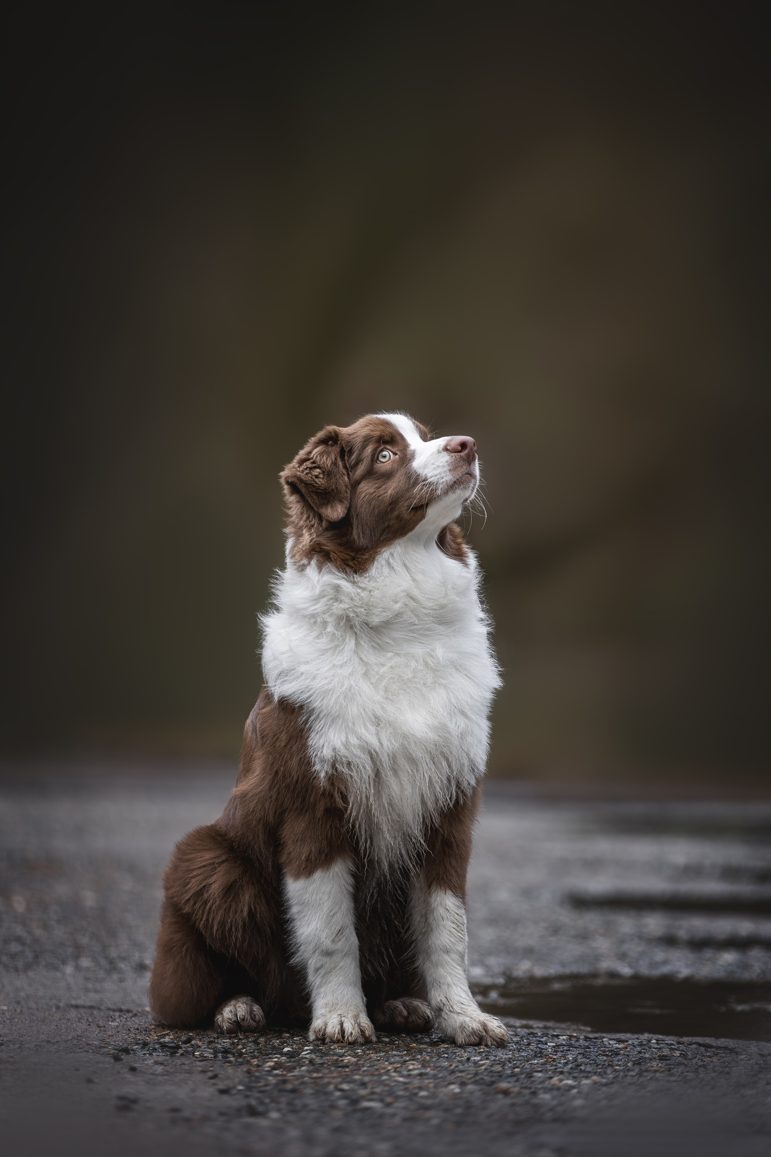 Дин, Австралийская Овчарка. Ирина Голомб|Фотограф-анималист в  Сочи и Калининграде