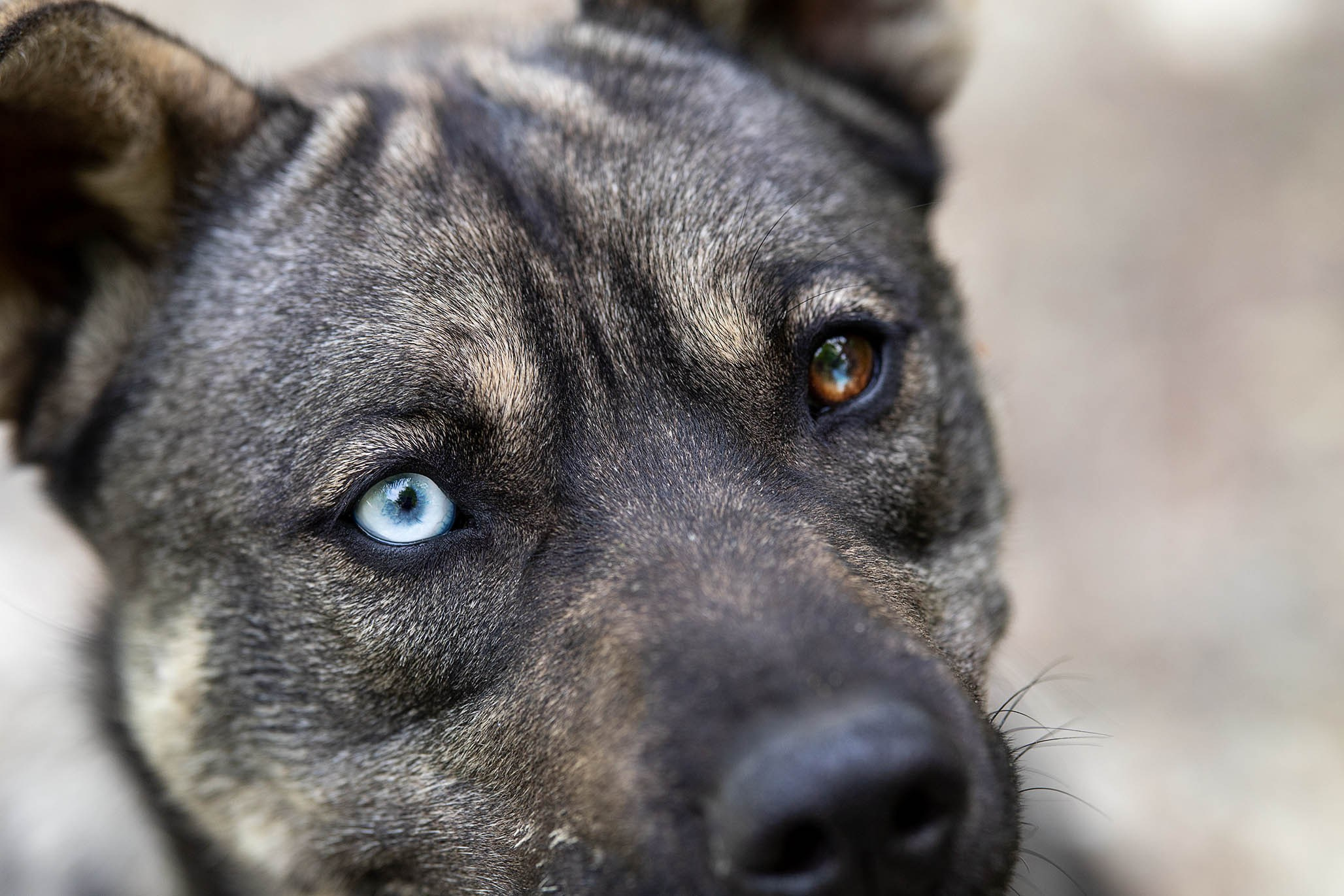 Кай и Герда. Ирина Голомб|Фотограф-анималист в  Сочи и Калининграде